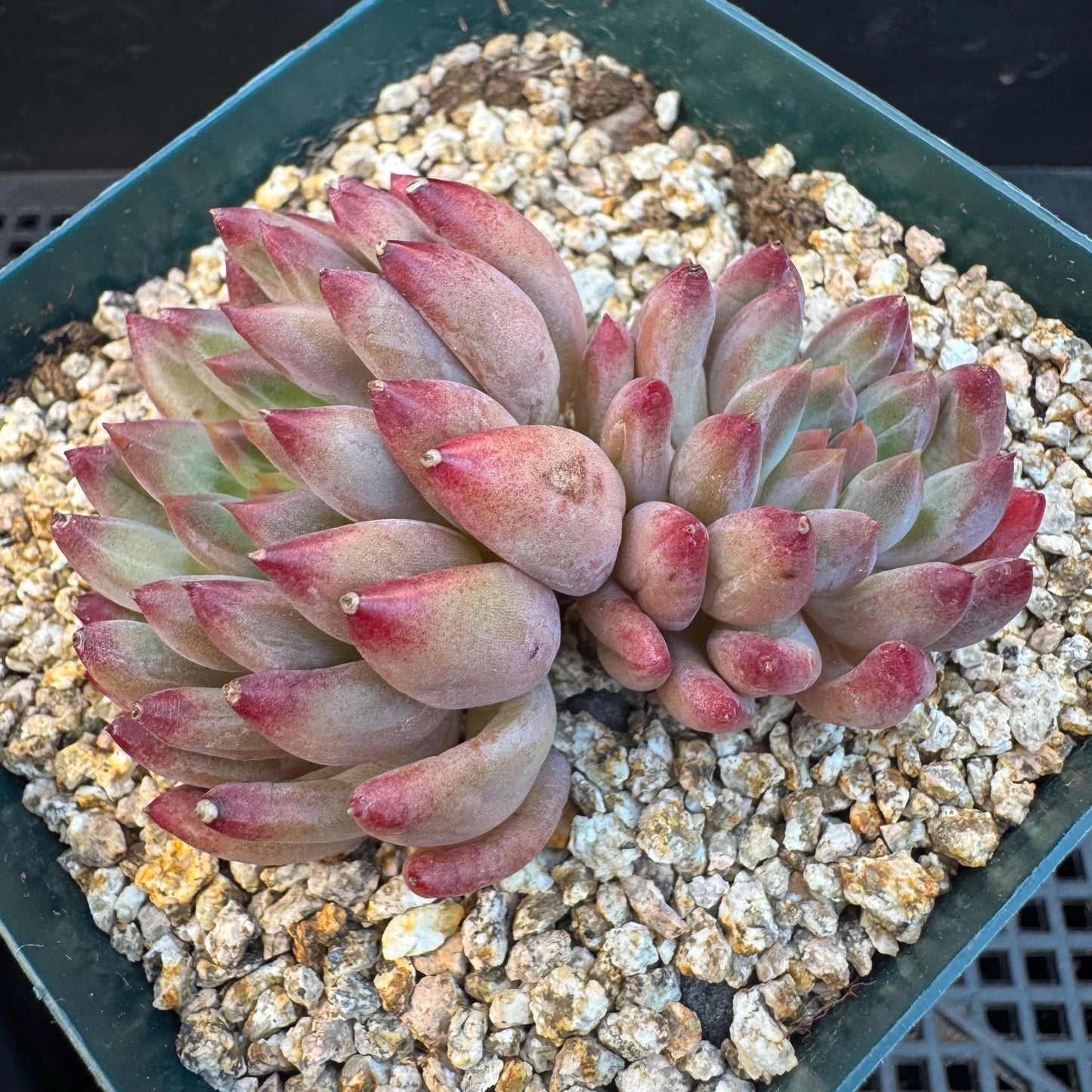 Echeveria ' goldfish hime', 2heads, 2.7inches, S11
