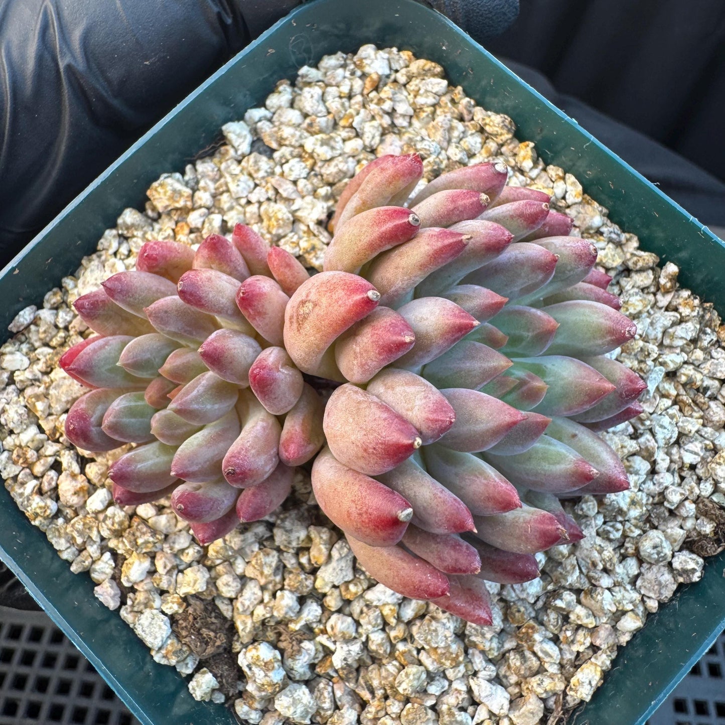 Echeveria ' goldfish hime', 2heads, 2.7inches, S11