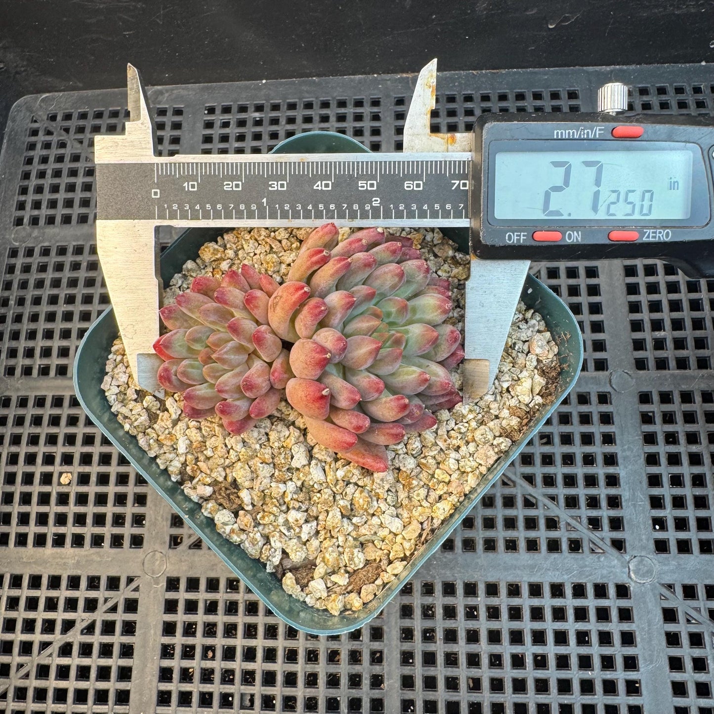 Echeveria ' goldfish hime', 2heads, 2.7inches, S11