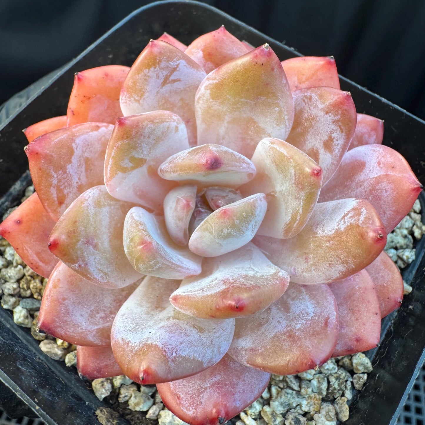 Aeonium' Snow angel ',single head, 2.8inches, S10