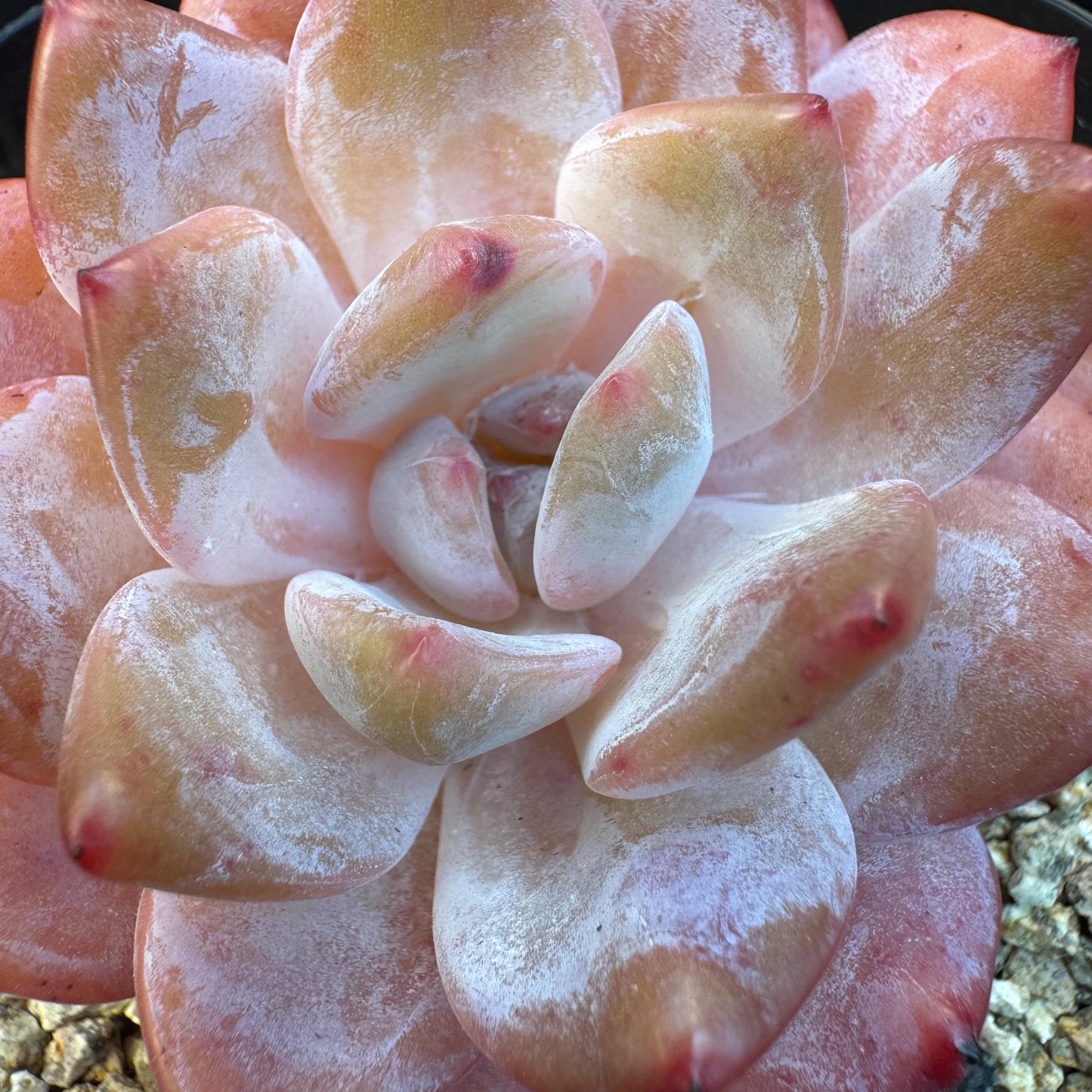 Aeonium' Snow angel ',single head, 2.8inches, S10