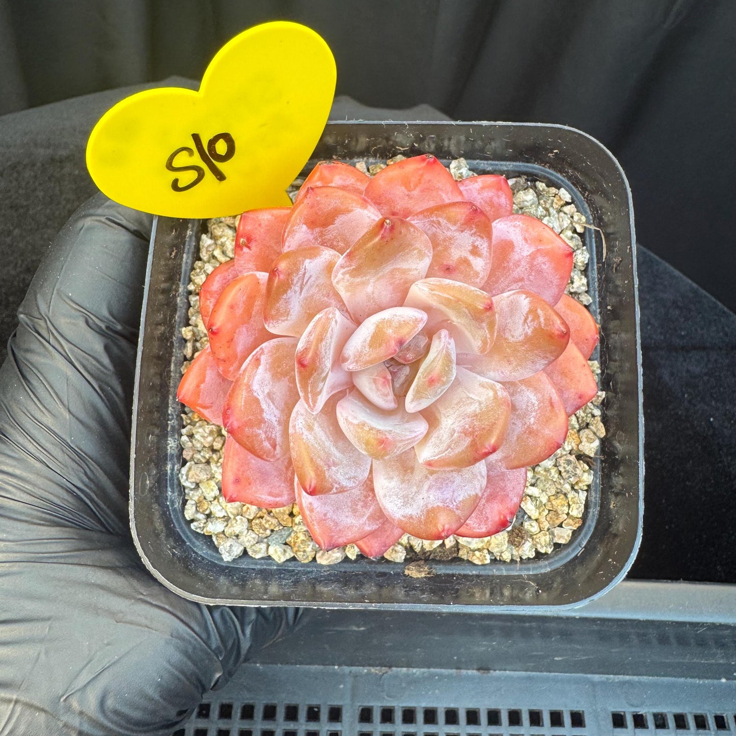 Aeonium' Snow angel ',single head, 2.8inches, S10