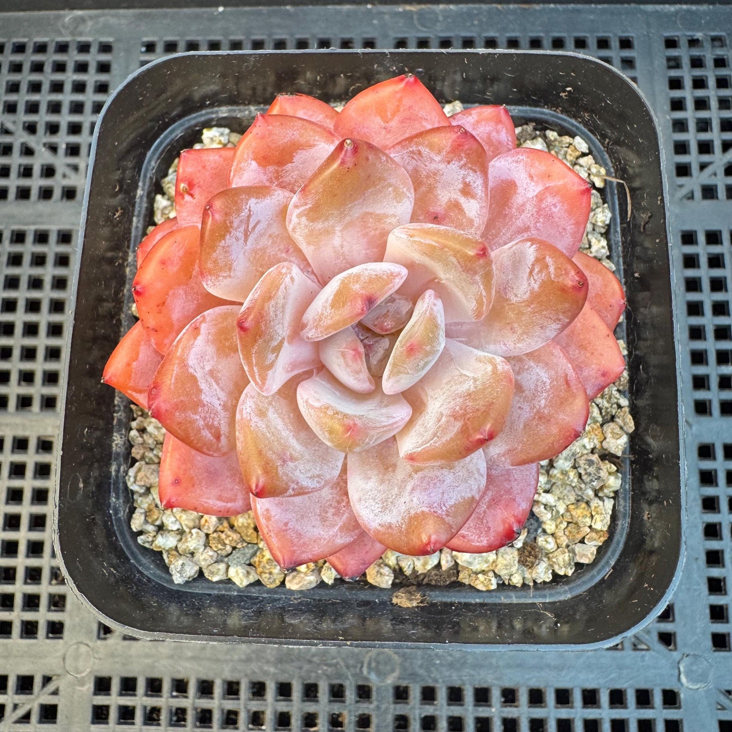 Aeonium' Snow angel ',single head, 2.8inches, S10