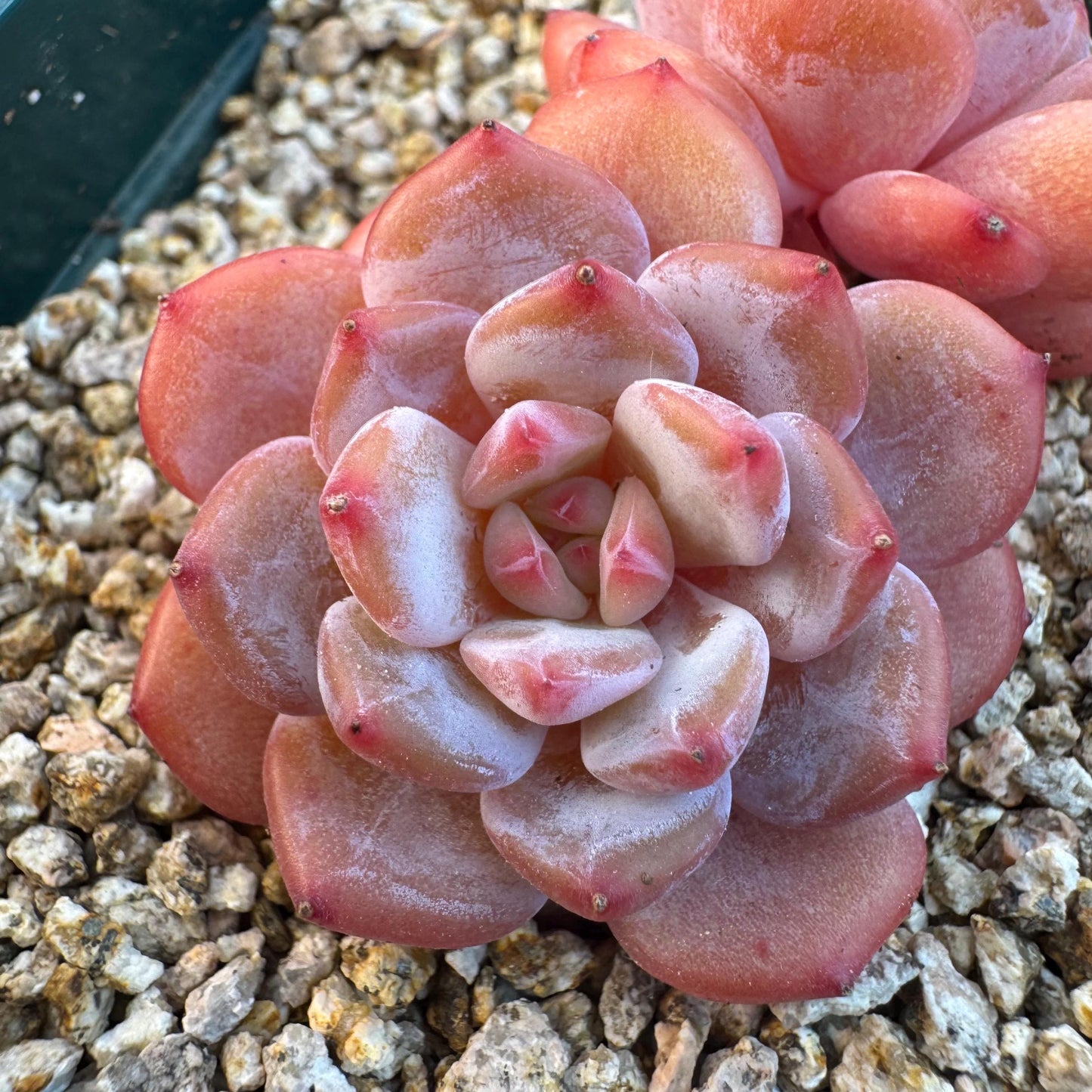 Echeveria ' Star Orange ', small 2 heads, 2.5inches, S09