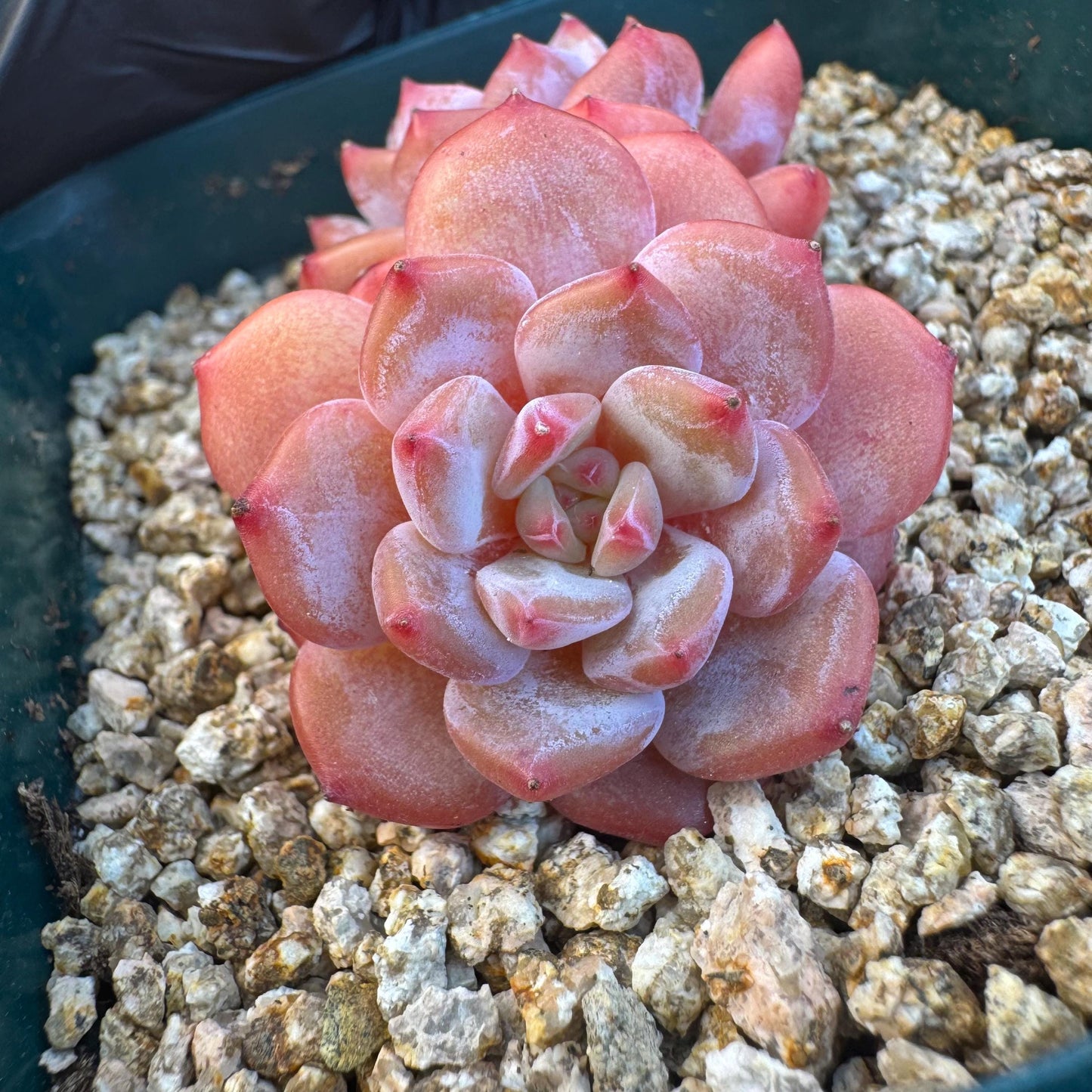 Echeveria ' Star Orange ', small 2 heads, 2.5inches, S09