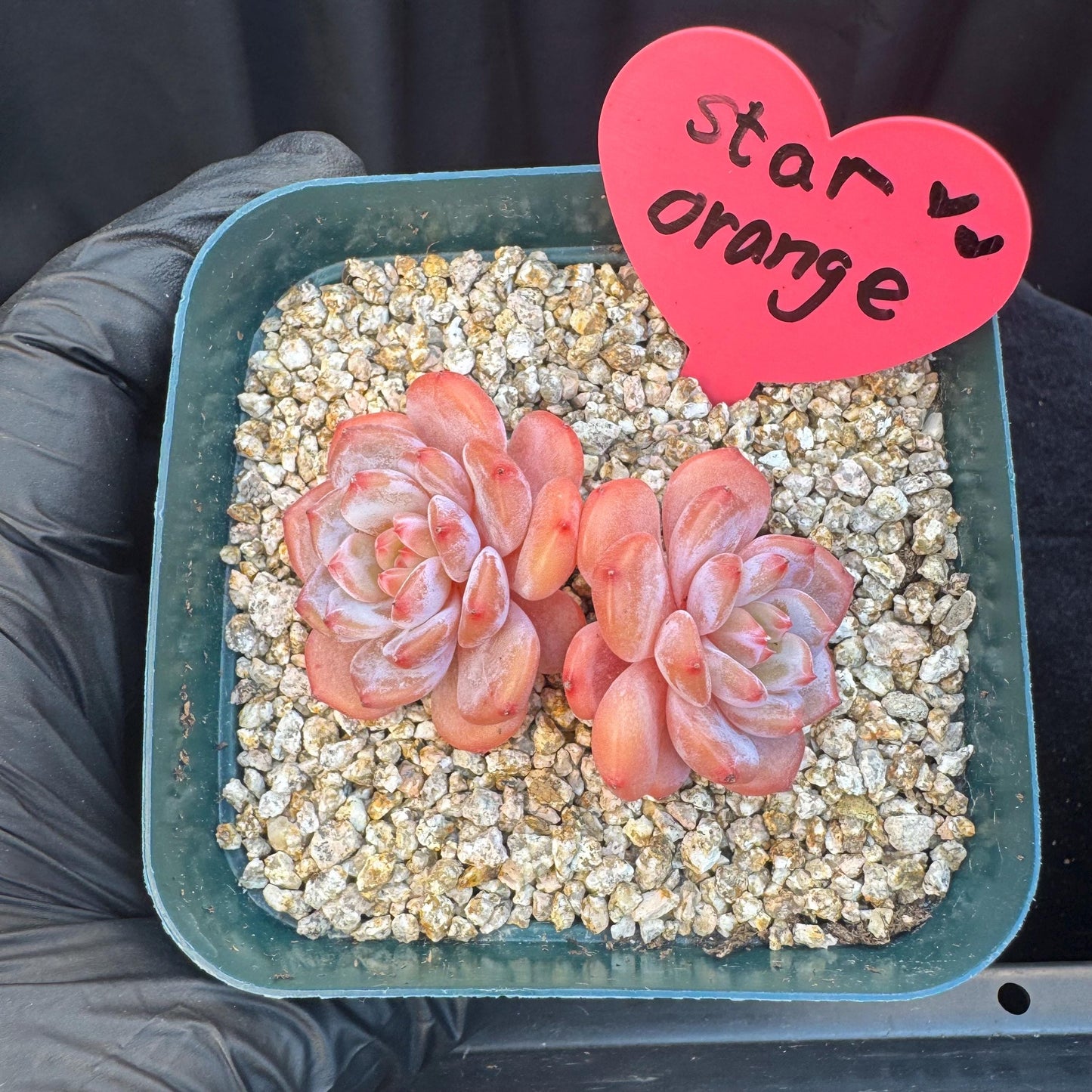 Echeveria ' Star Orange ', small 2 heads, 2.5inches, S09