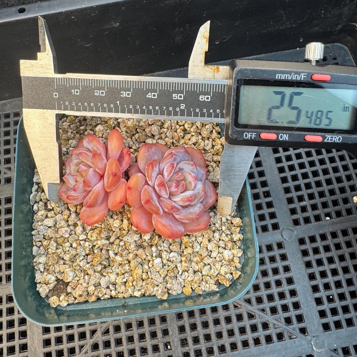 Echeveria ' Star Orange ', small 2 heads, 2.5inches, S09