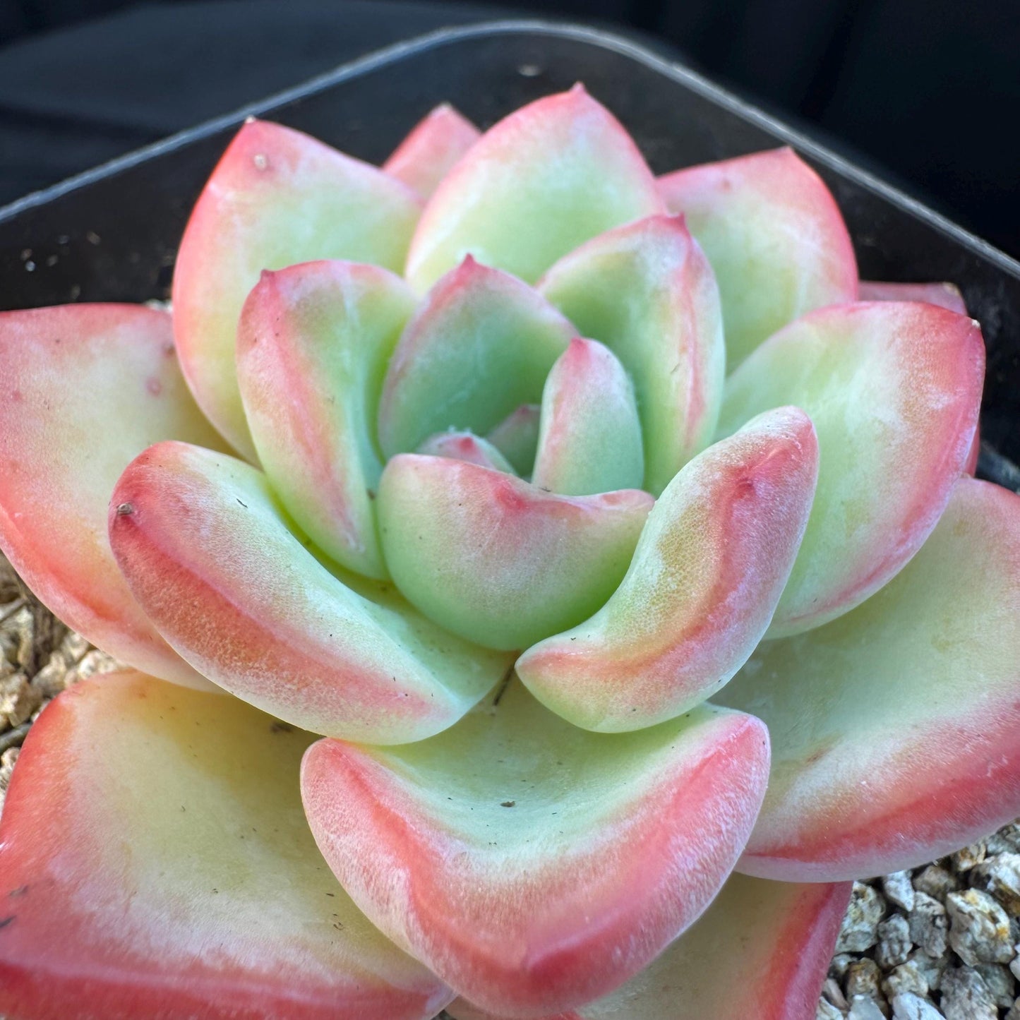 Echeveria ' Strawerrypuff ', small single head, 2.7inches, S07