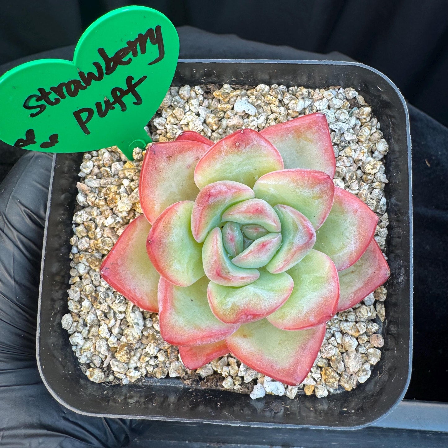 Echeveria ' Strawerrypuff ', small single head, 2.7inches, S07