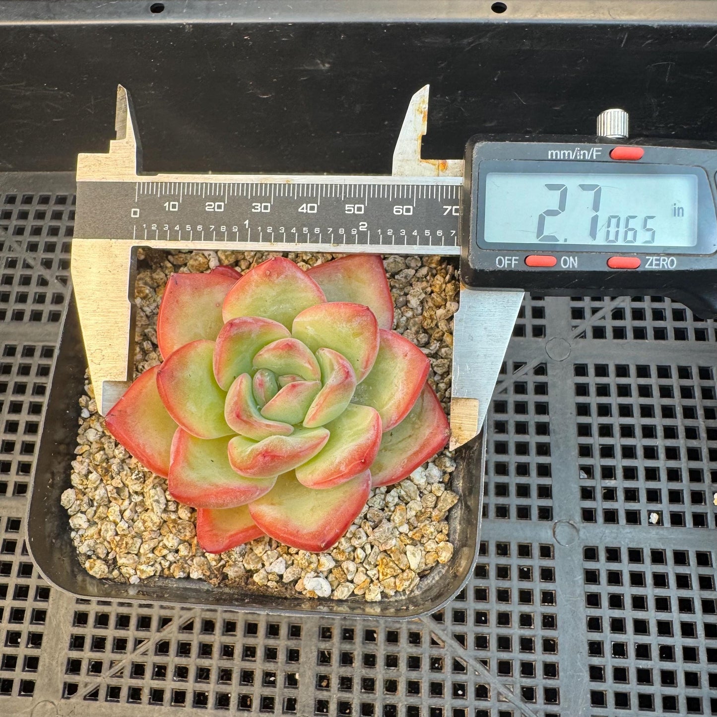 Echeveria ' Strawerrypuff ', small single head, 2.7inches, S07