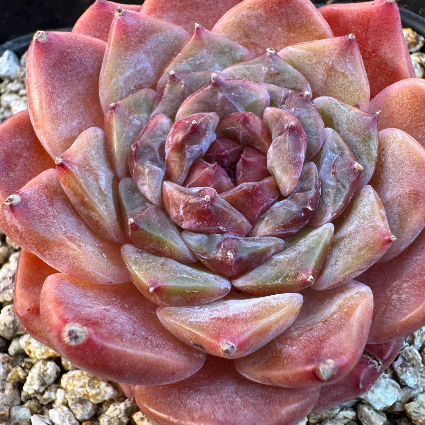 Echeveria ' sugar heart ice soul', small single head, 2.1inches, S25