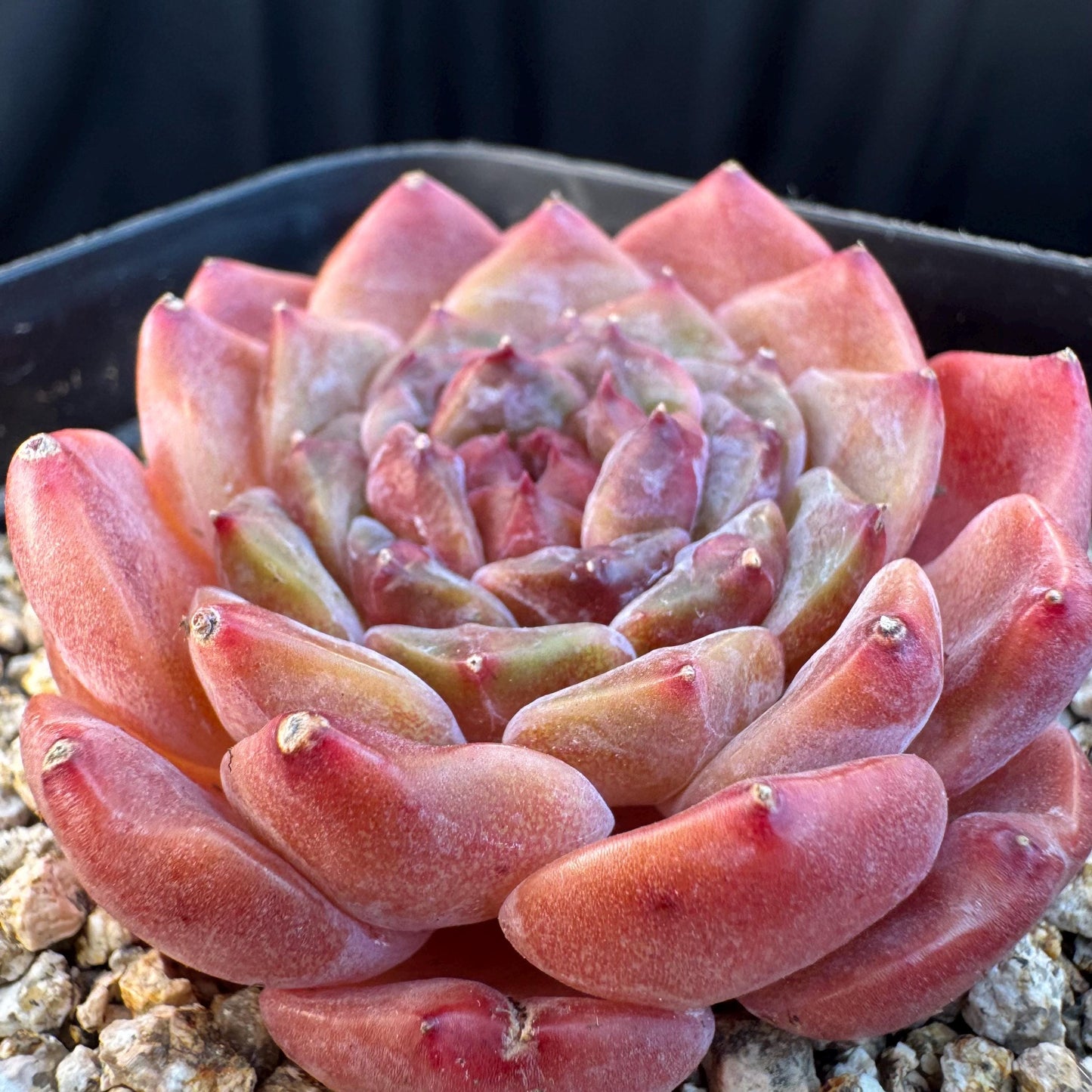 Echeveria ' sugar heart ice soul', small single head, 2.1inches, S25