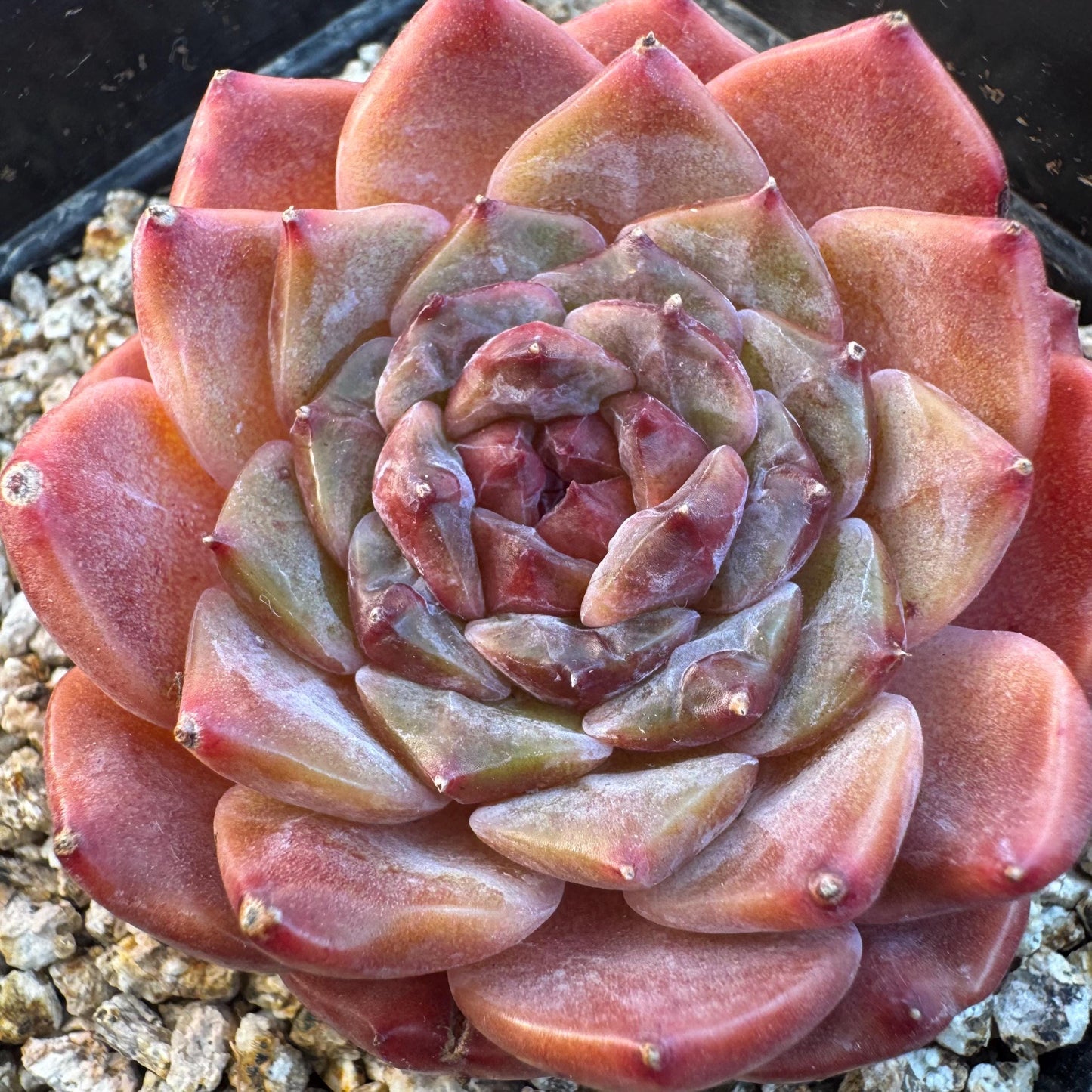 Echeveria ' sugar heart ice soul', small single head, 2.1inches, S25
