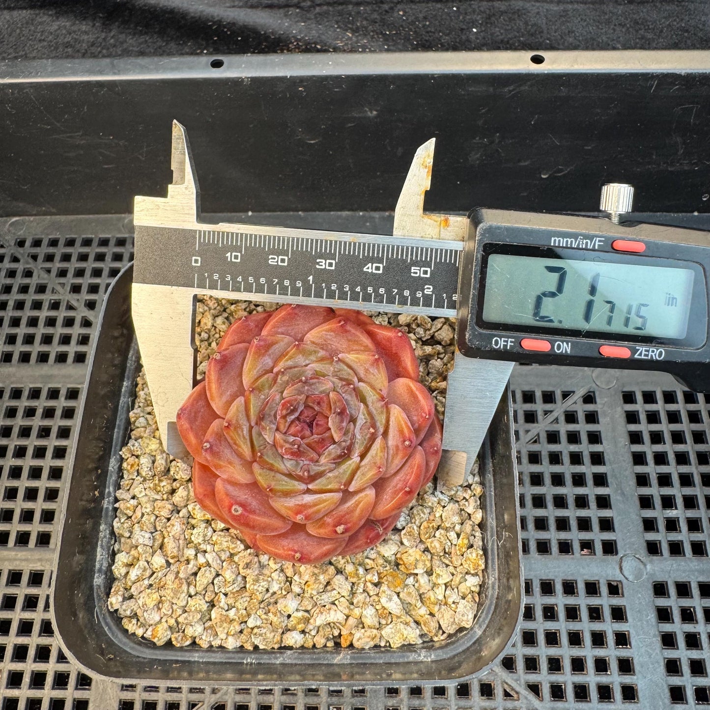 Echeveria ' sugar heart ice soul', small single head, 2.1inches, S25