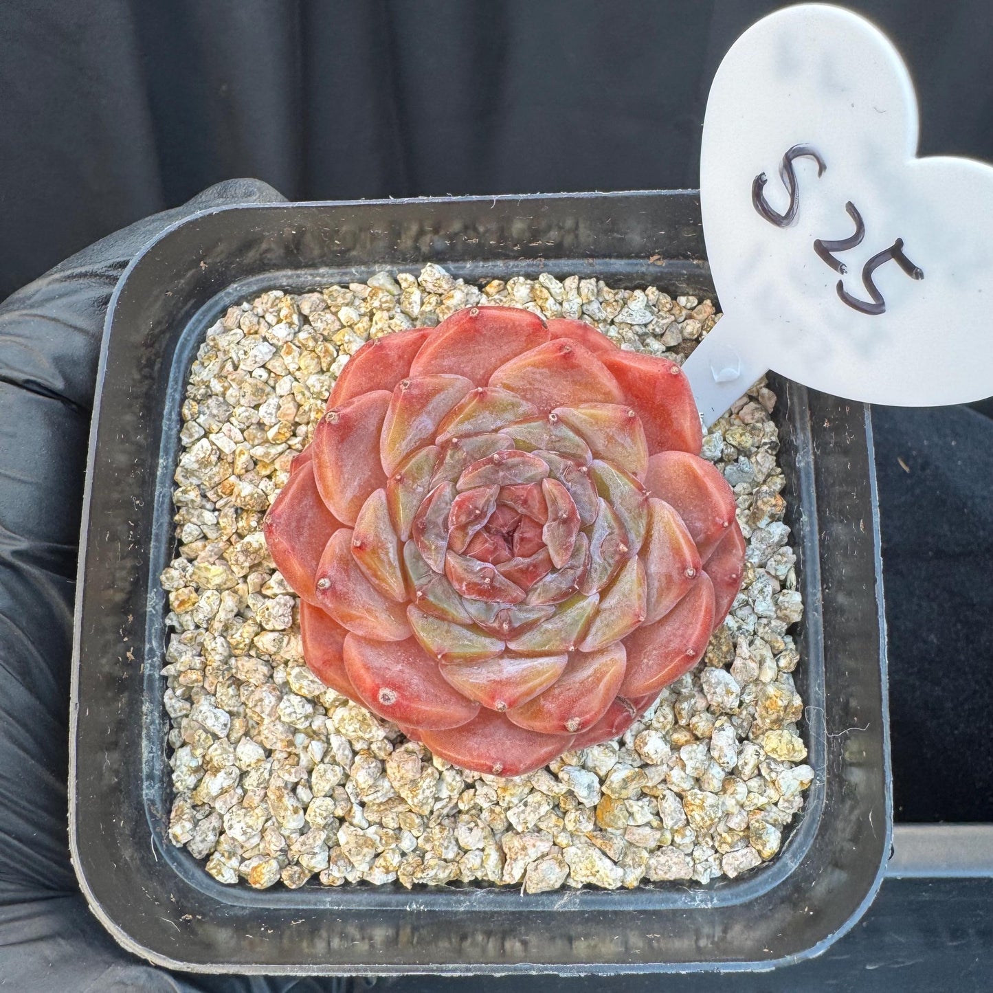 Echeveria ' sugar heart ice soul', small single head, 2.1inches, S25