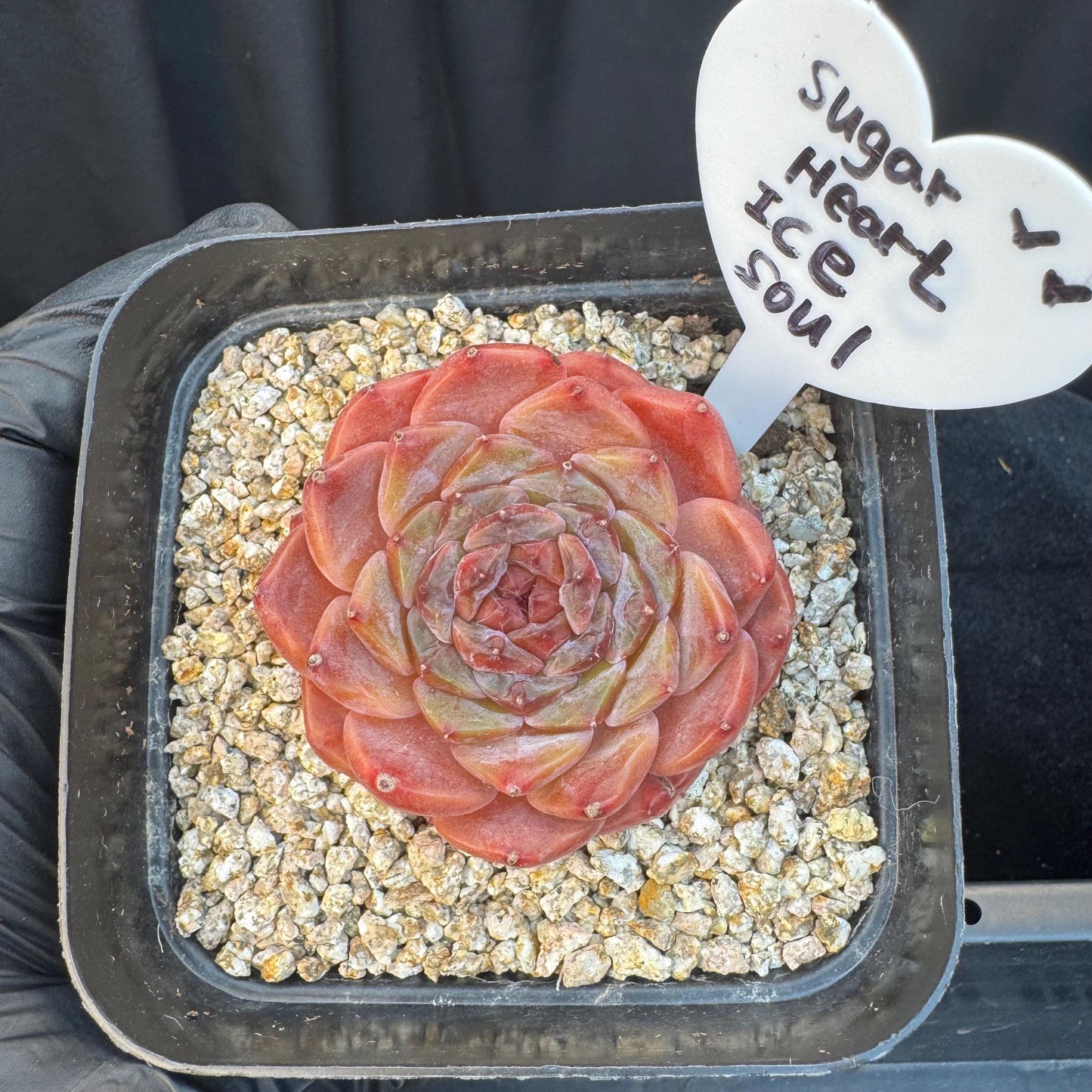 Echeveria ' sugar heart ice soul', small single head, 2.1inches, S25