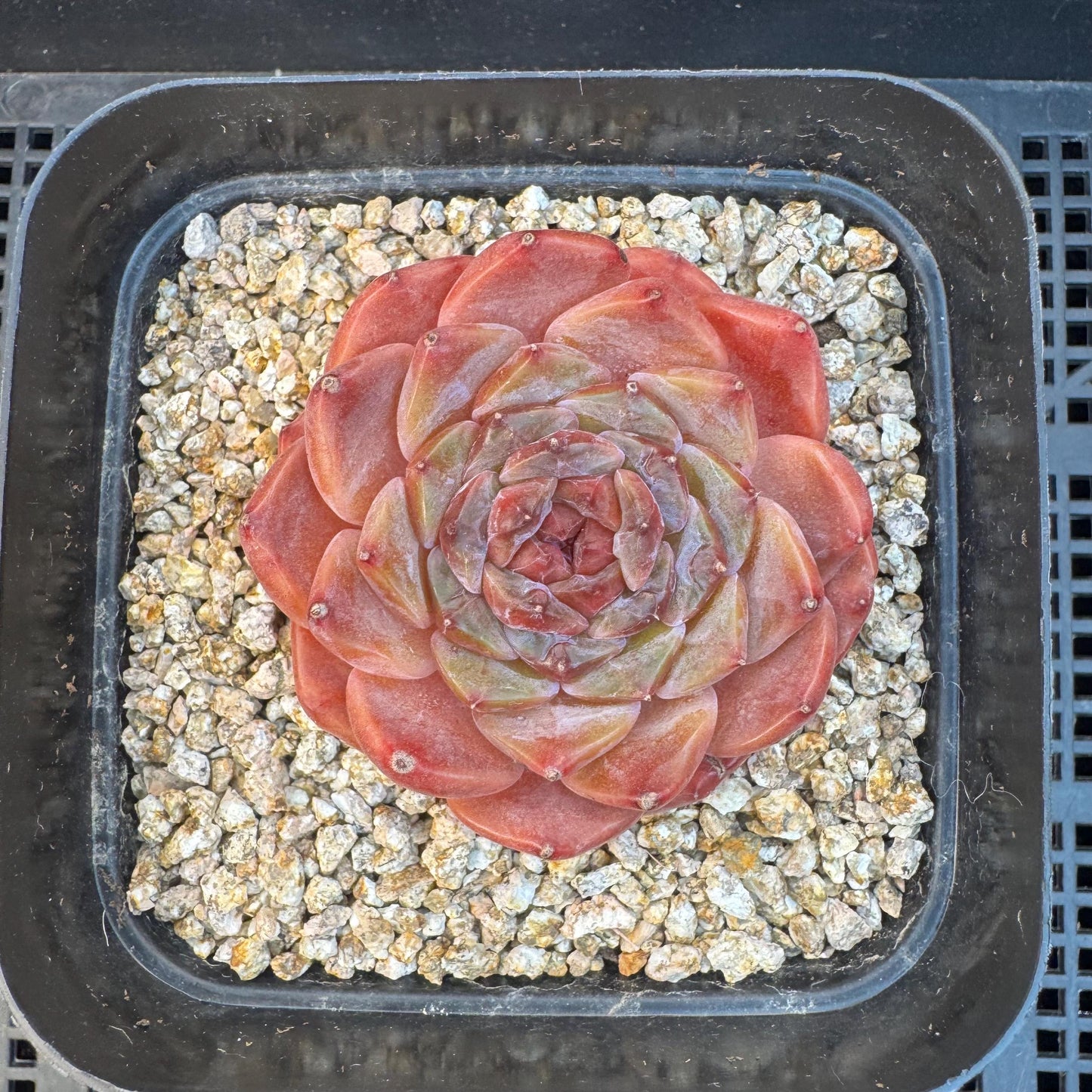 Echeveria ' sugar heart ice soul', small single head, 2.1inches, S25