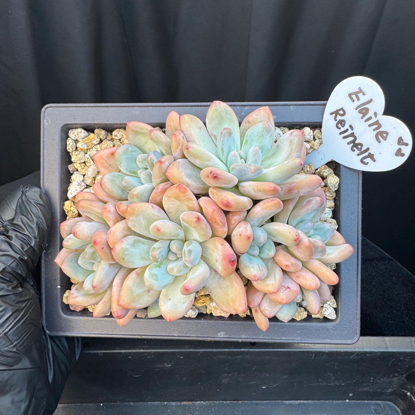 Echeveria ' Elaine Reinelt', 5.0inches, S12