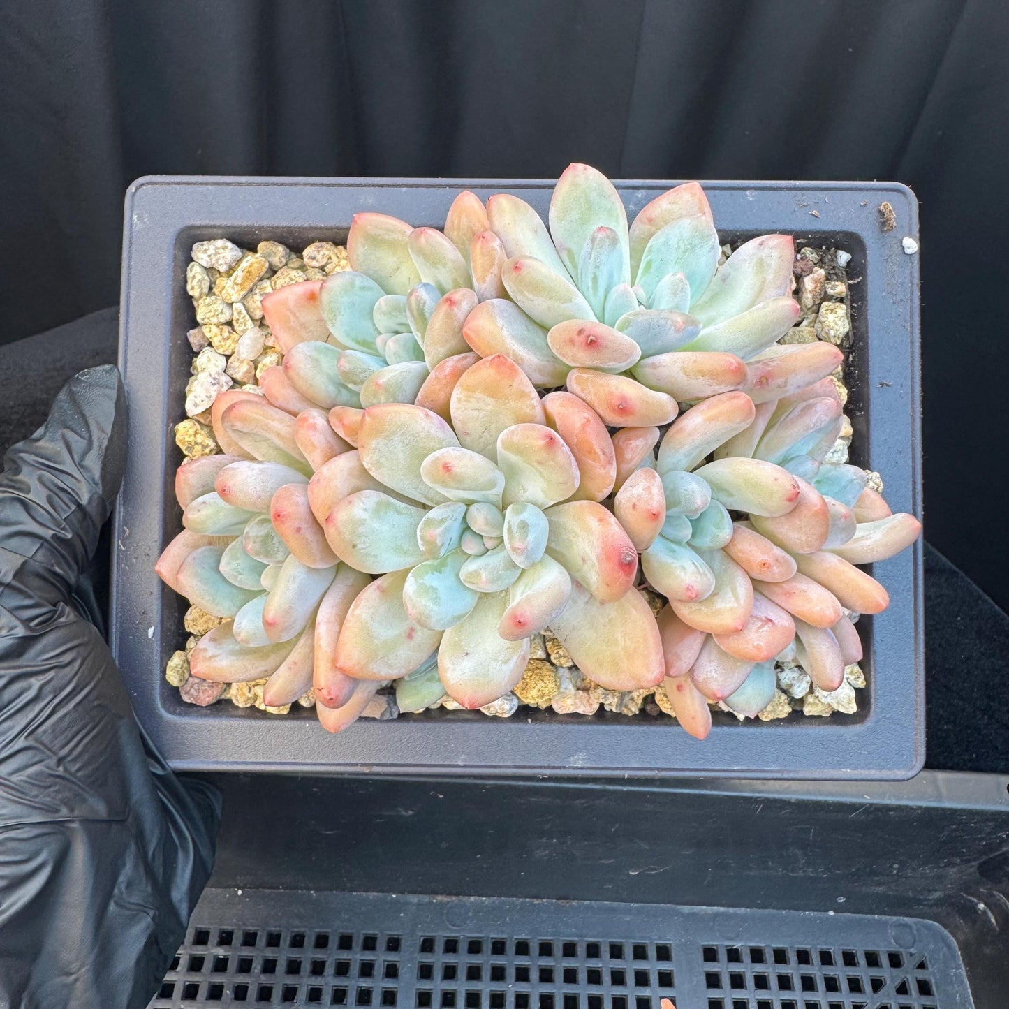 Echeveria ' Elaine Reinelt', 5.0inches, S12