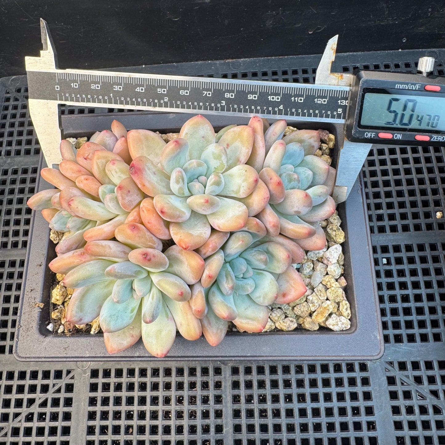 Echeveria ' Elaine Reinelt', 5.0inches, S12