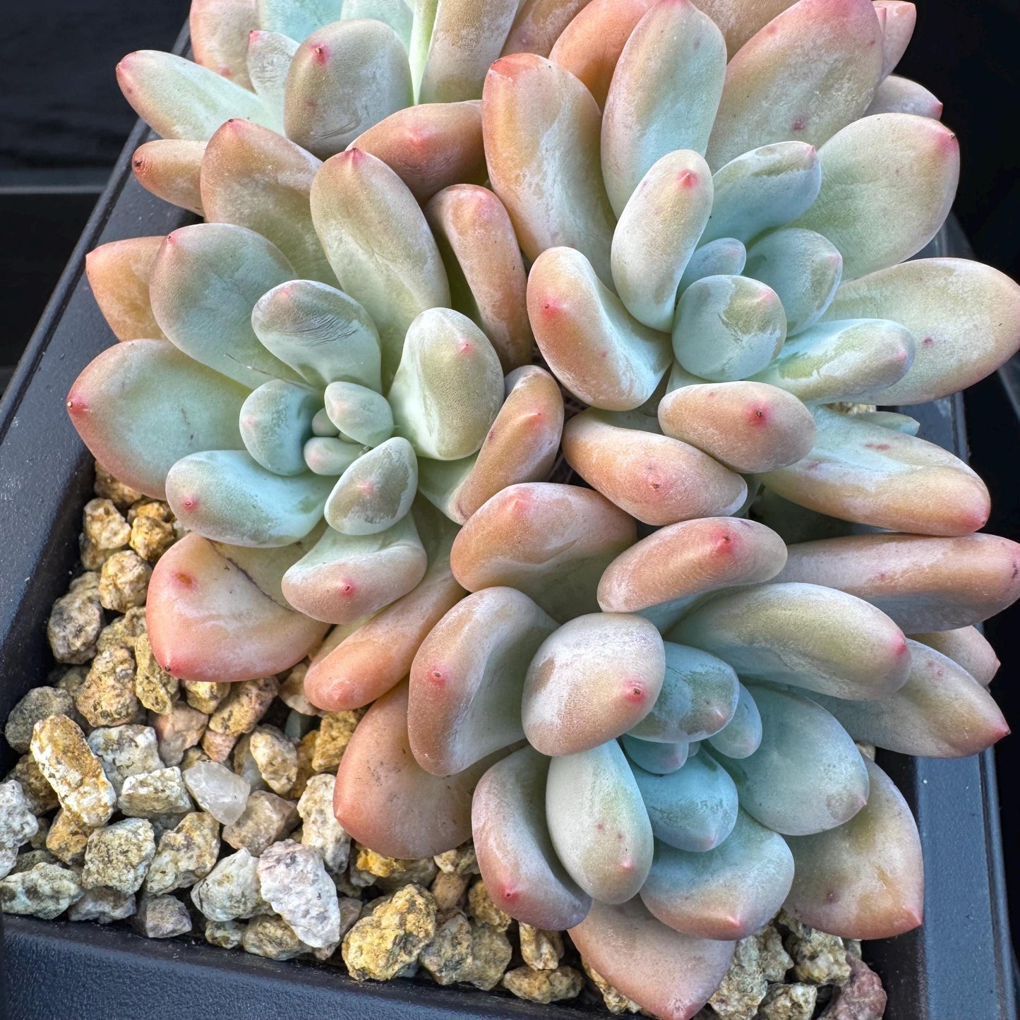 Echeveria ' Elaine Reinelt', 5.0inches, S12
