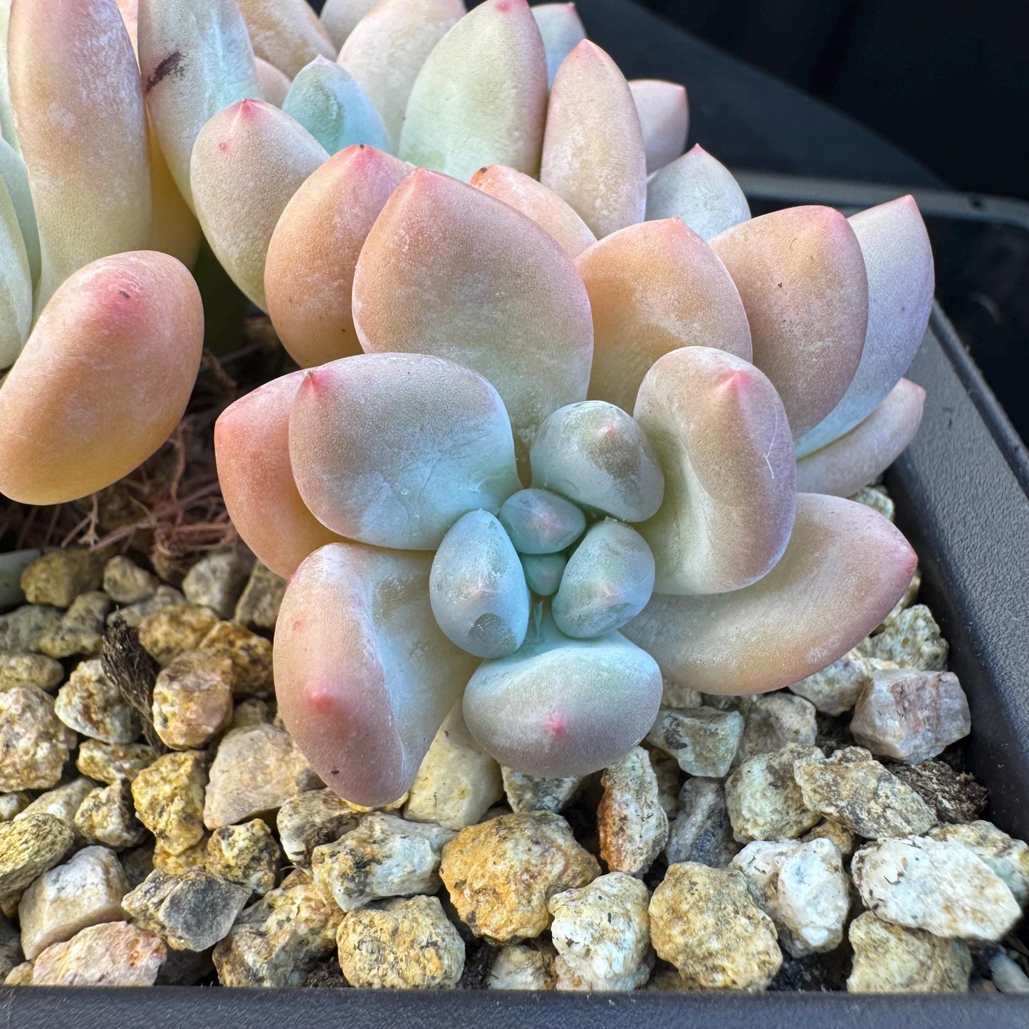 Echeveria ' Elaine Reinelt', 5.0inches, S12