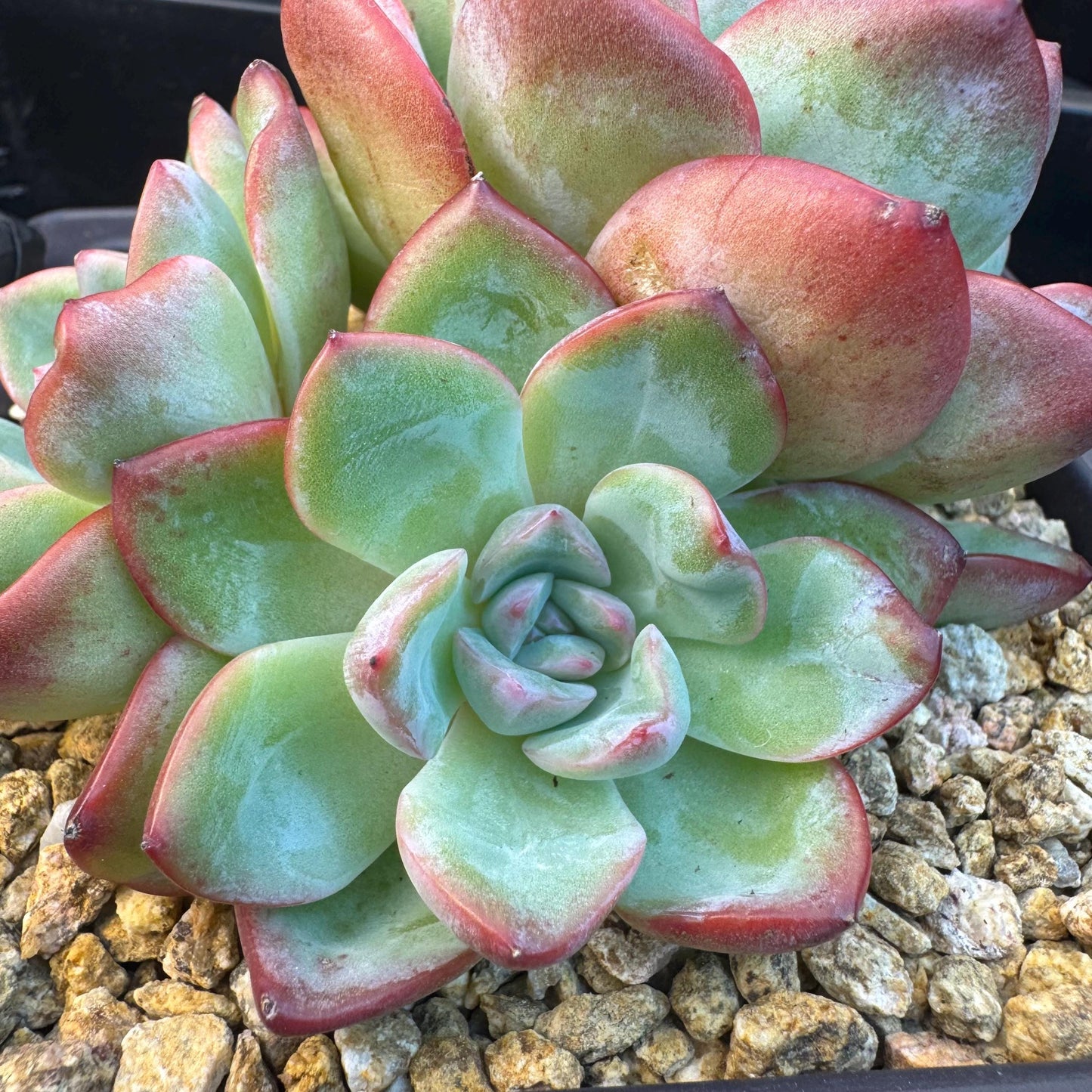 Echeveria ' strawberry puff', 3heads cluster, 5.0inches, S13