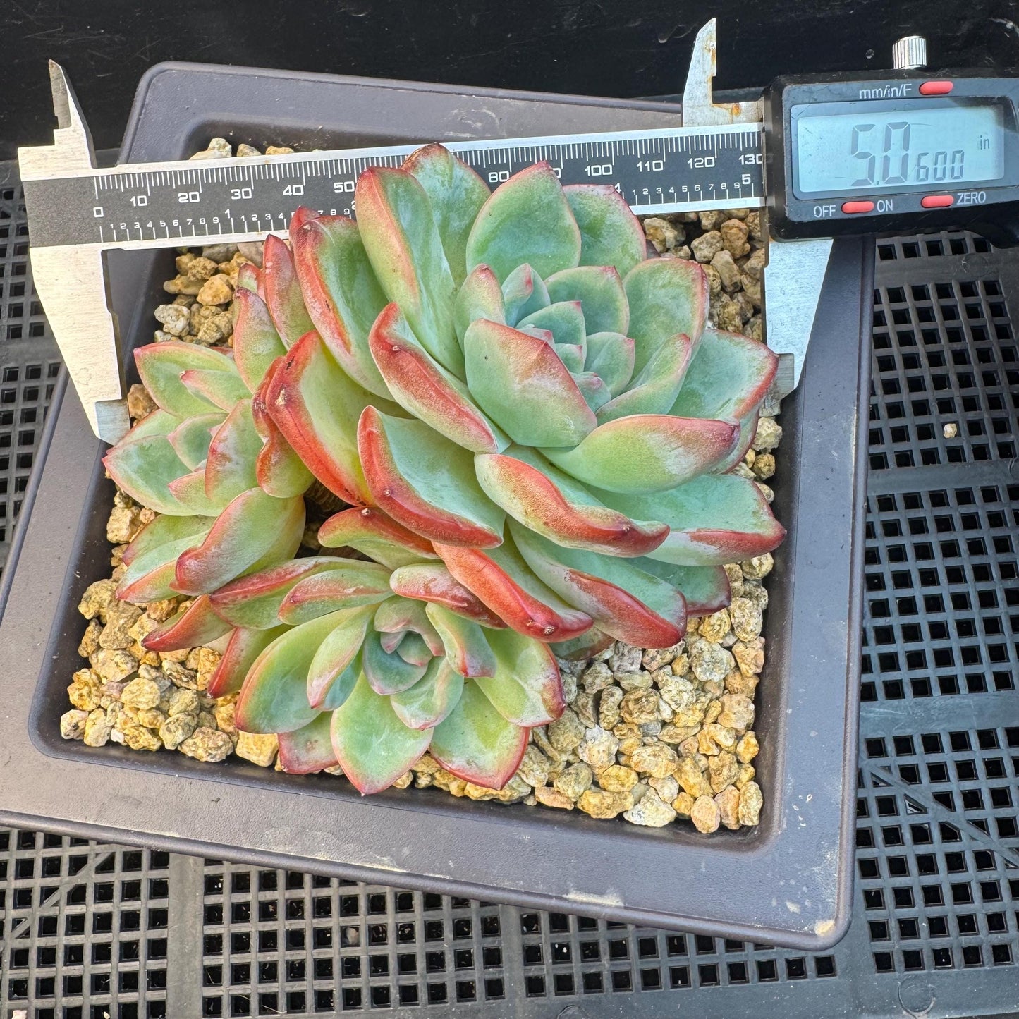 Echeveria ' strawberry puff', 3heads cluster, 5.0inches, S13