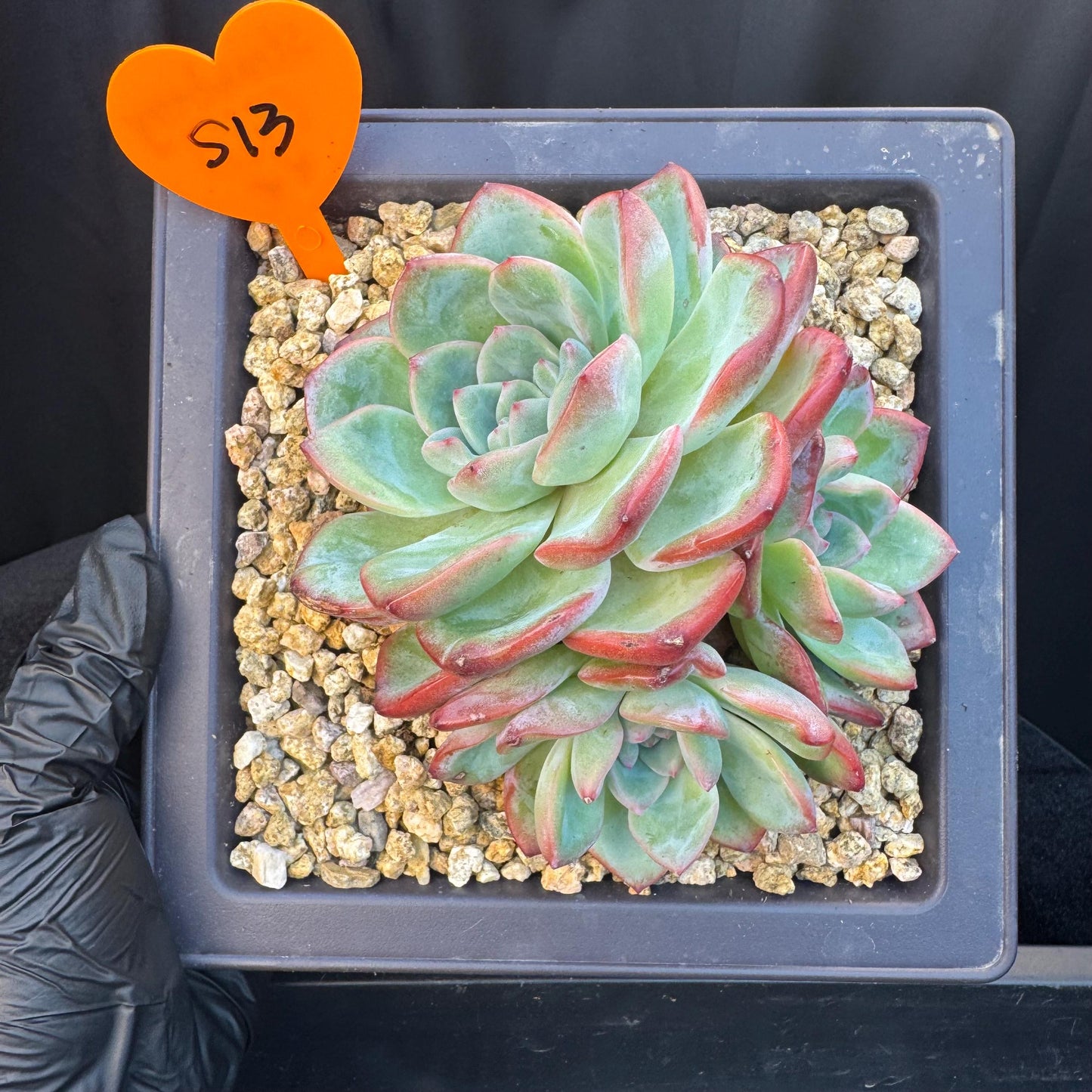 Echeveria ' strawberry puff', 3heads cluster, 5.0inches, S13