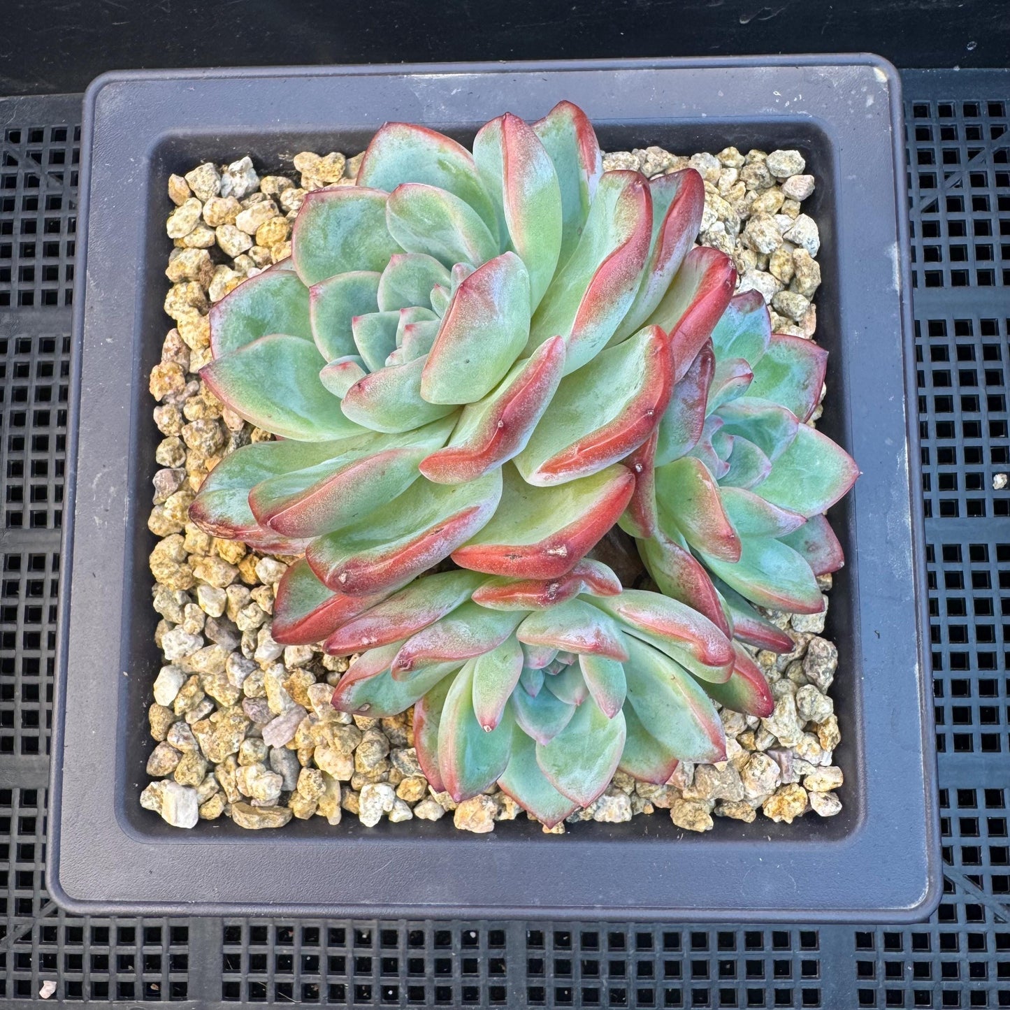 Echeveria ' strawberry puff', 3heads cluster, 5.0inches, S13