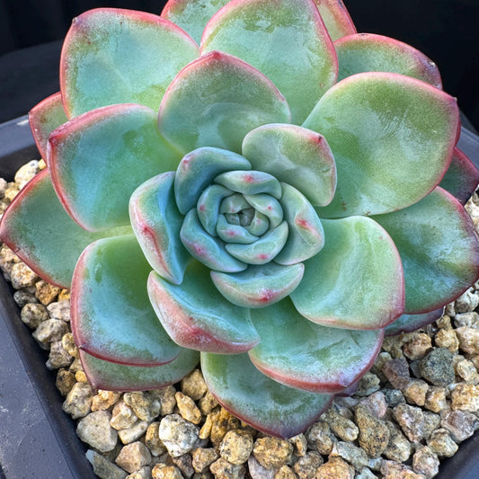 Echeveria ' strawberry puff', 3heads cluster, 5.0inches, S13