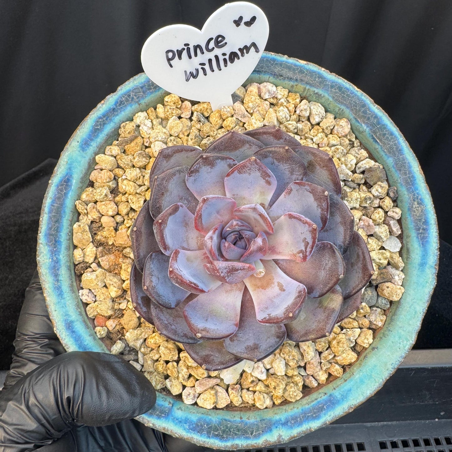 Echeveria ' Prince william ', a single head , 3.5inches, S27
