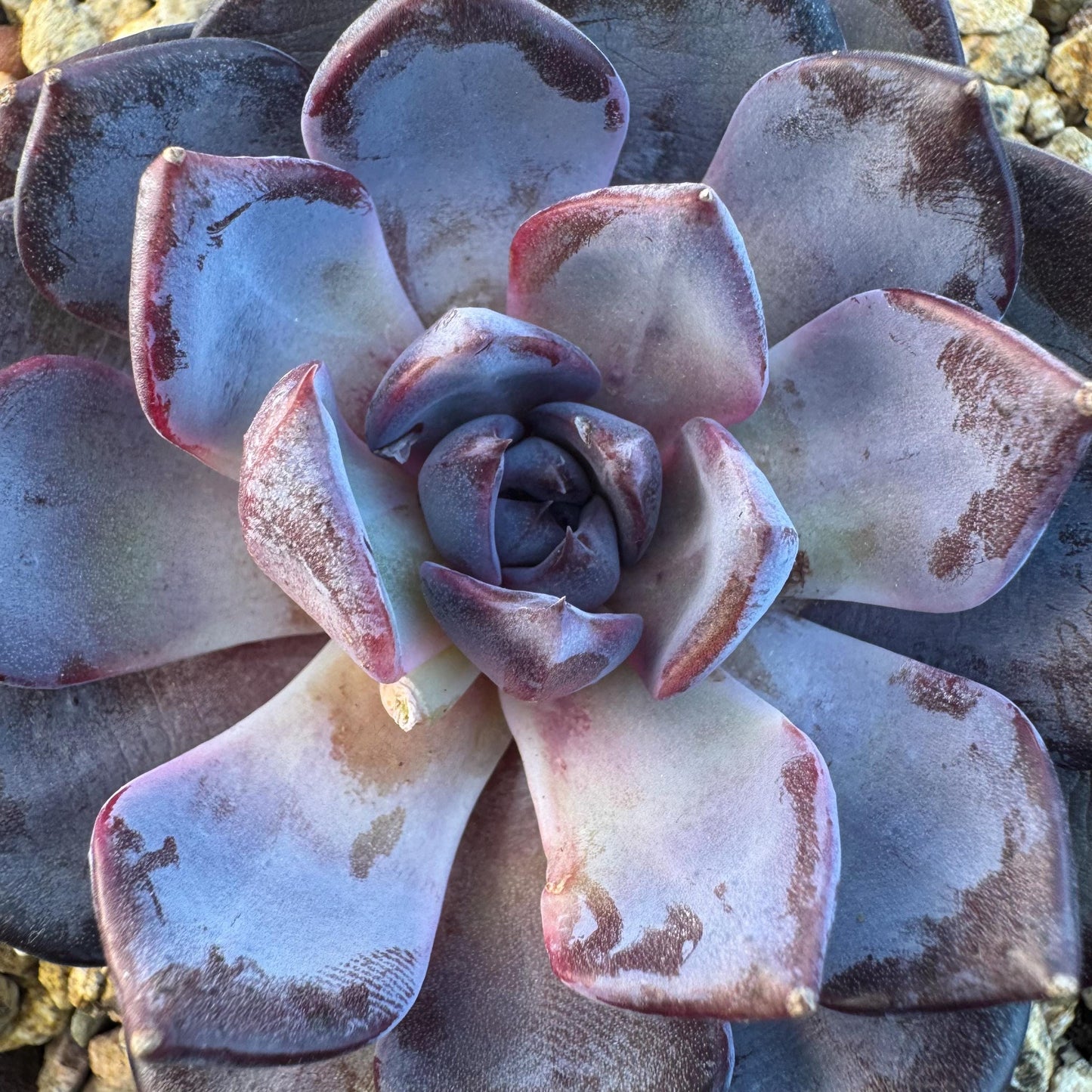 Echeveria ' Prince william ', a single head , 3.5inches, S27