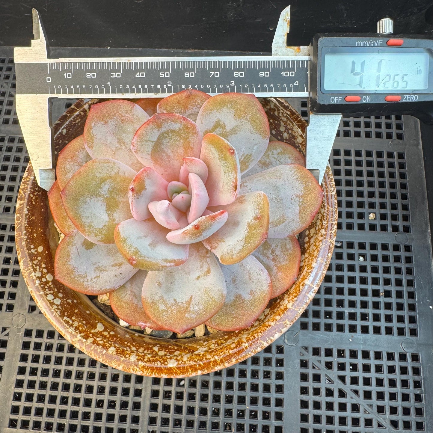 Echeveria ' cream tea ', single head, 4.1inches, S03