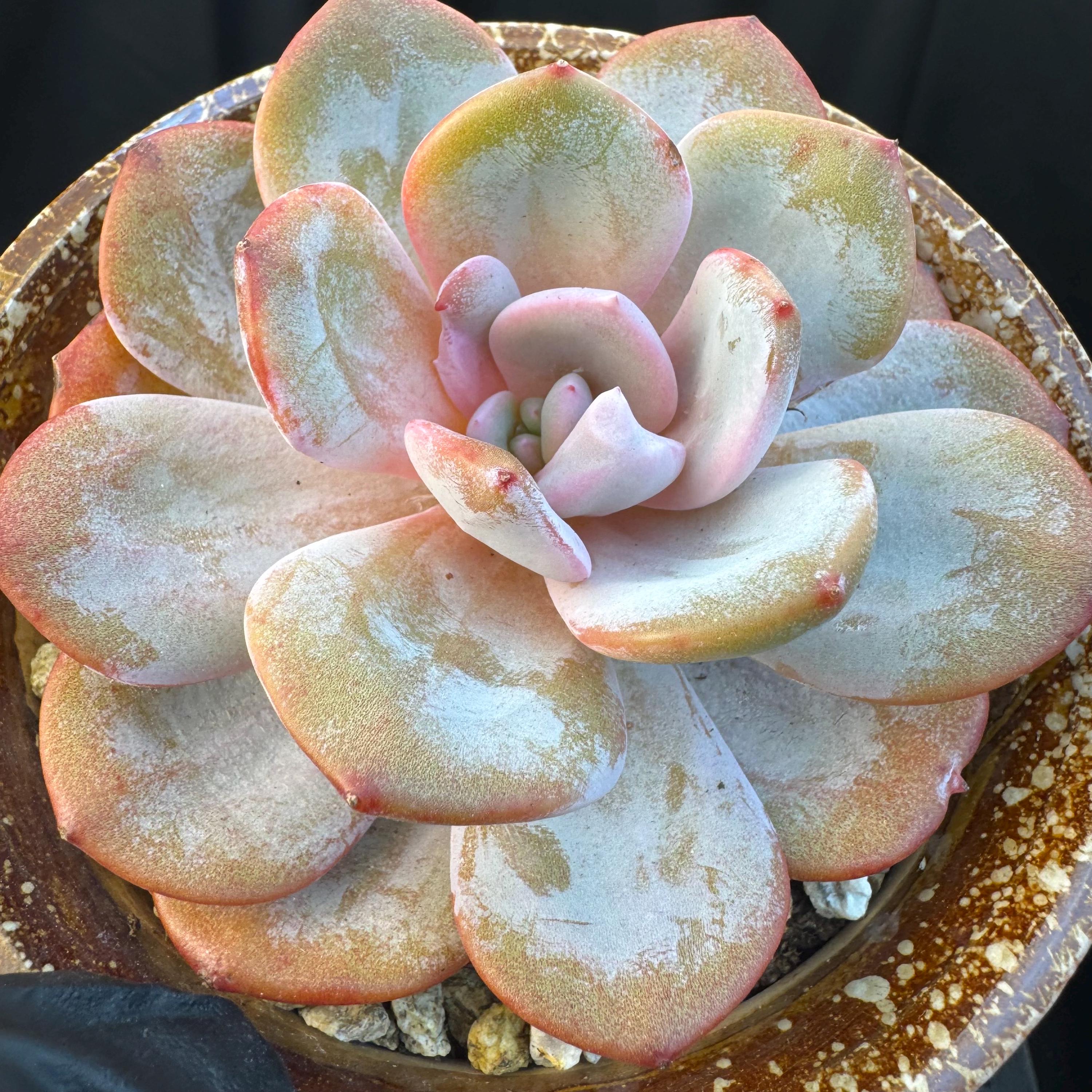 Echeveria – Succulent Loft
