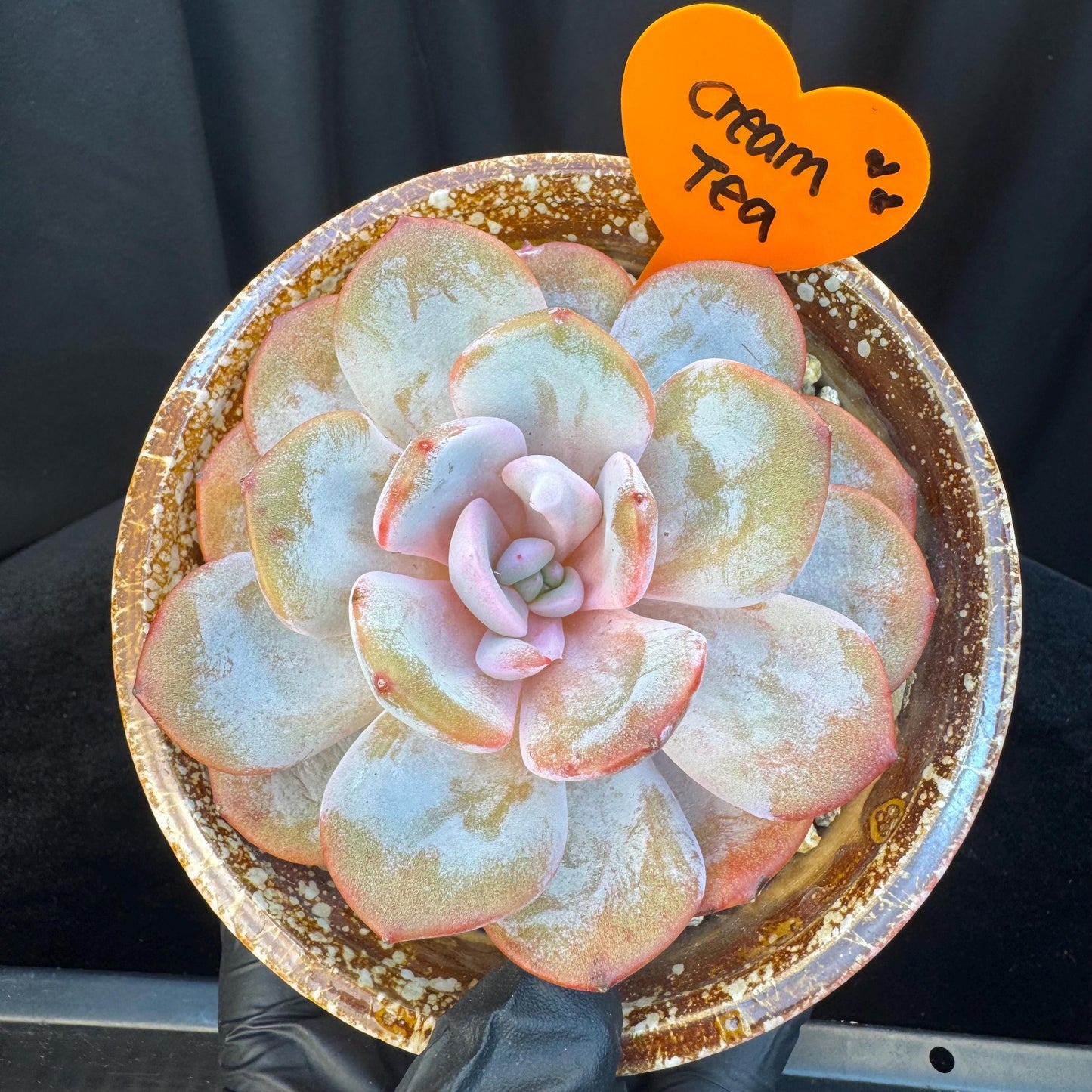 Echeveria ' cream tea ', single head, 4.1inches, S03