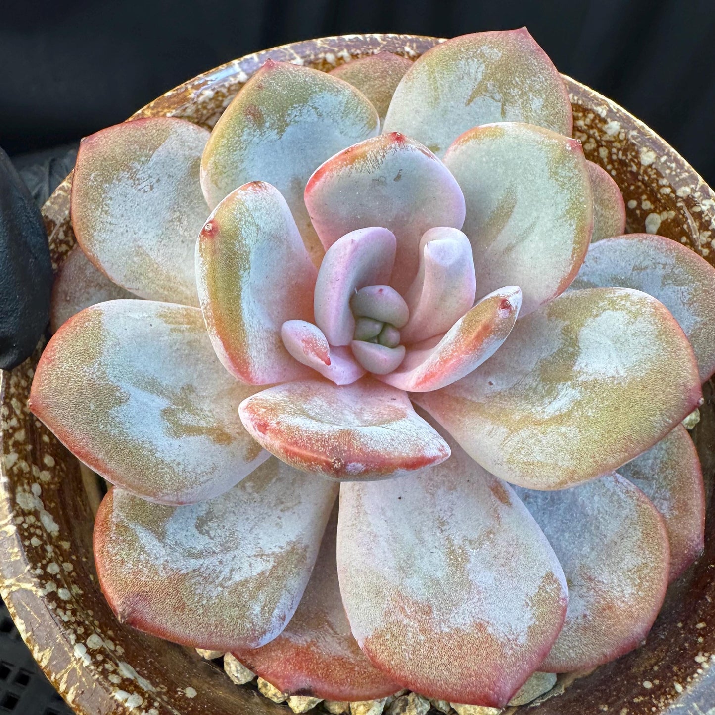 Echeveria ' cream tea ', single head, 4.1inches, S03