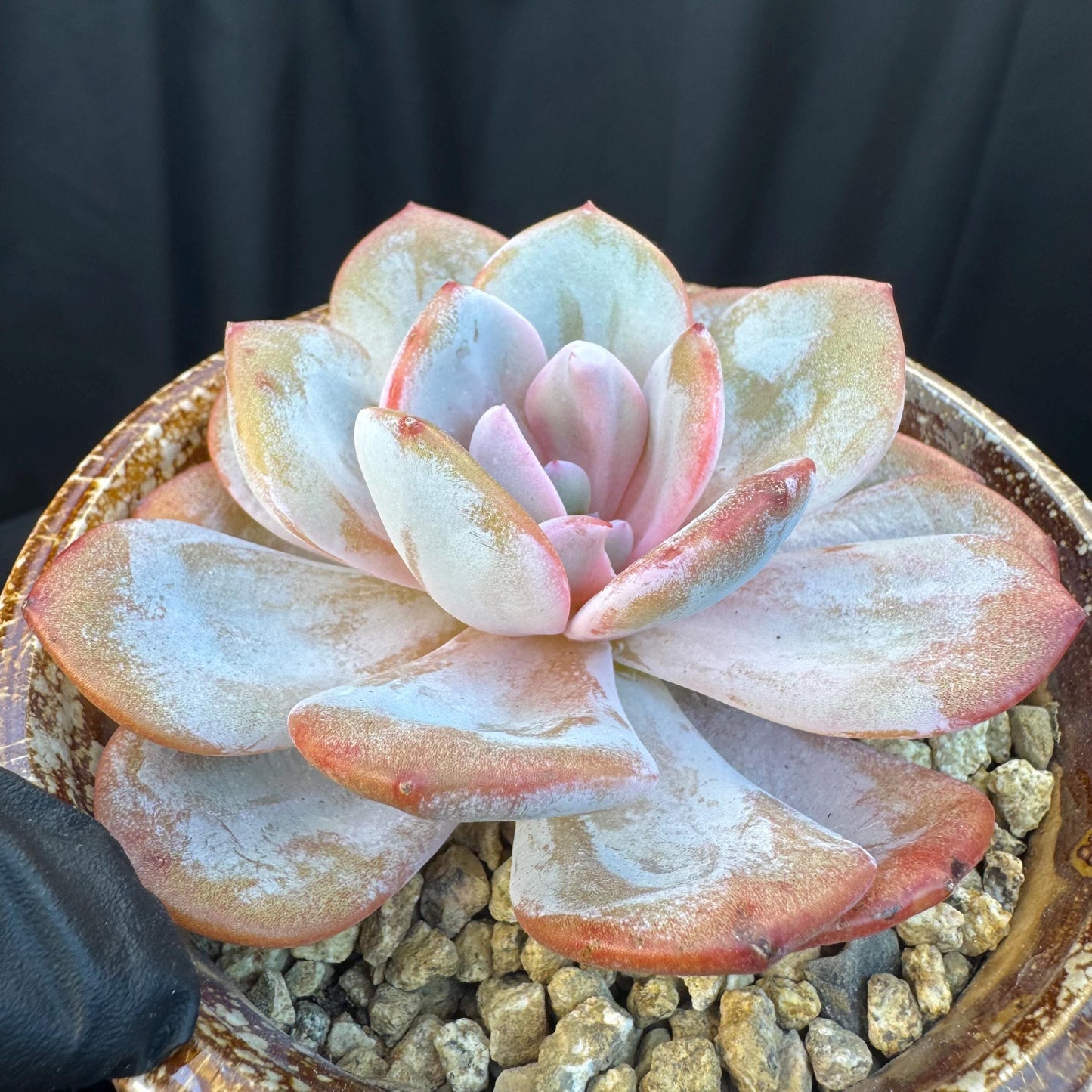 Echeveria ' cream tea ', single head, 4.1inches, S03