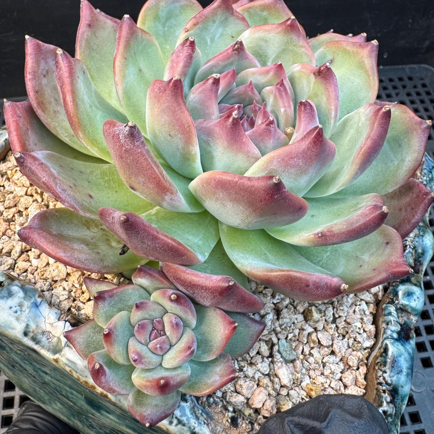 Echeveria ' Red Latam', a big head with 2small babies , 5.5inches, S04