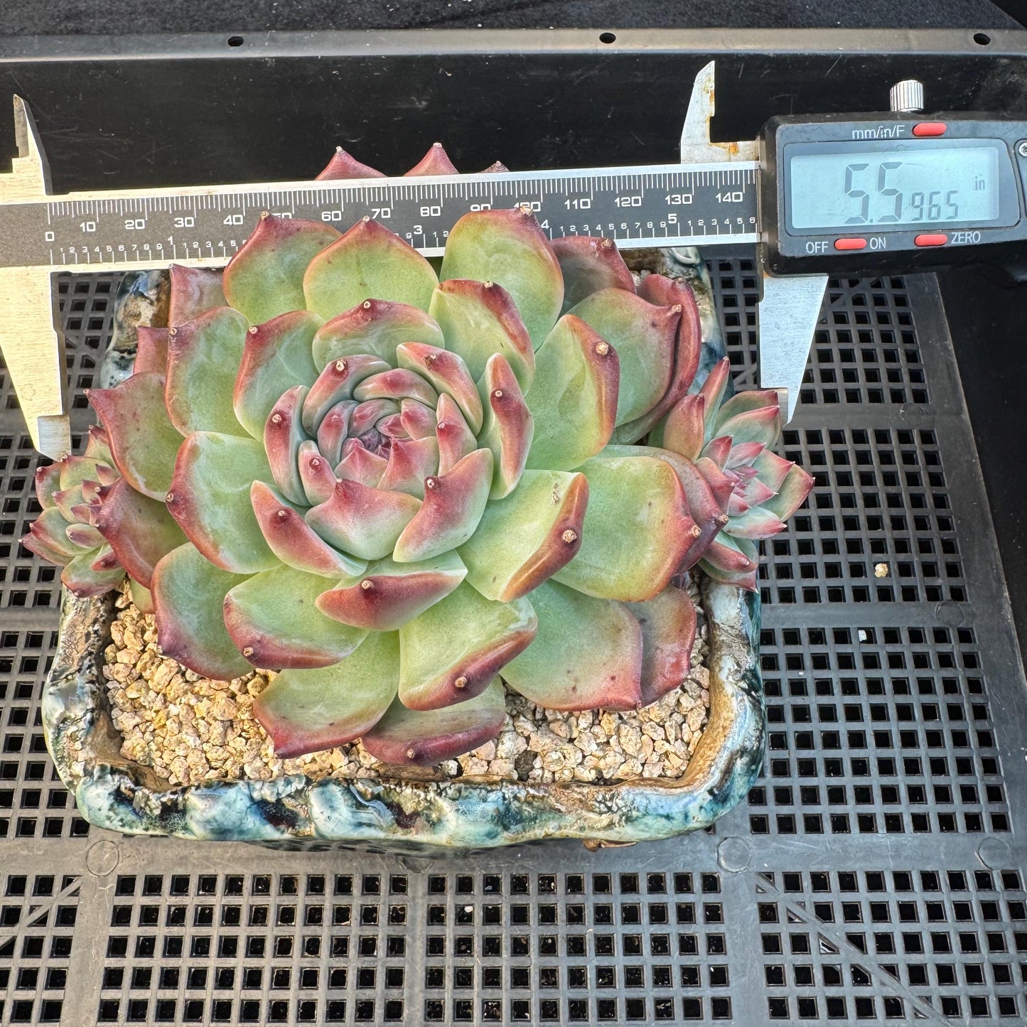 Echeveria ' Red Latam', a big head with 2small babies , 5.5inches, S04