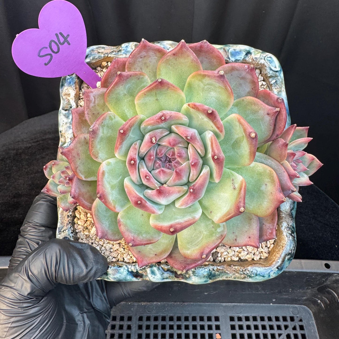 Echeveria ' Red Latam', a big head with 2small babies , 5.5inches, S04