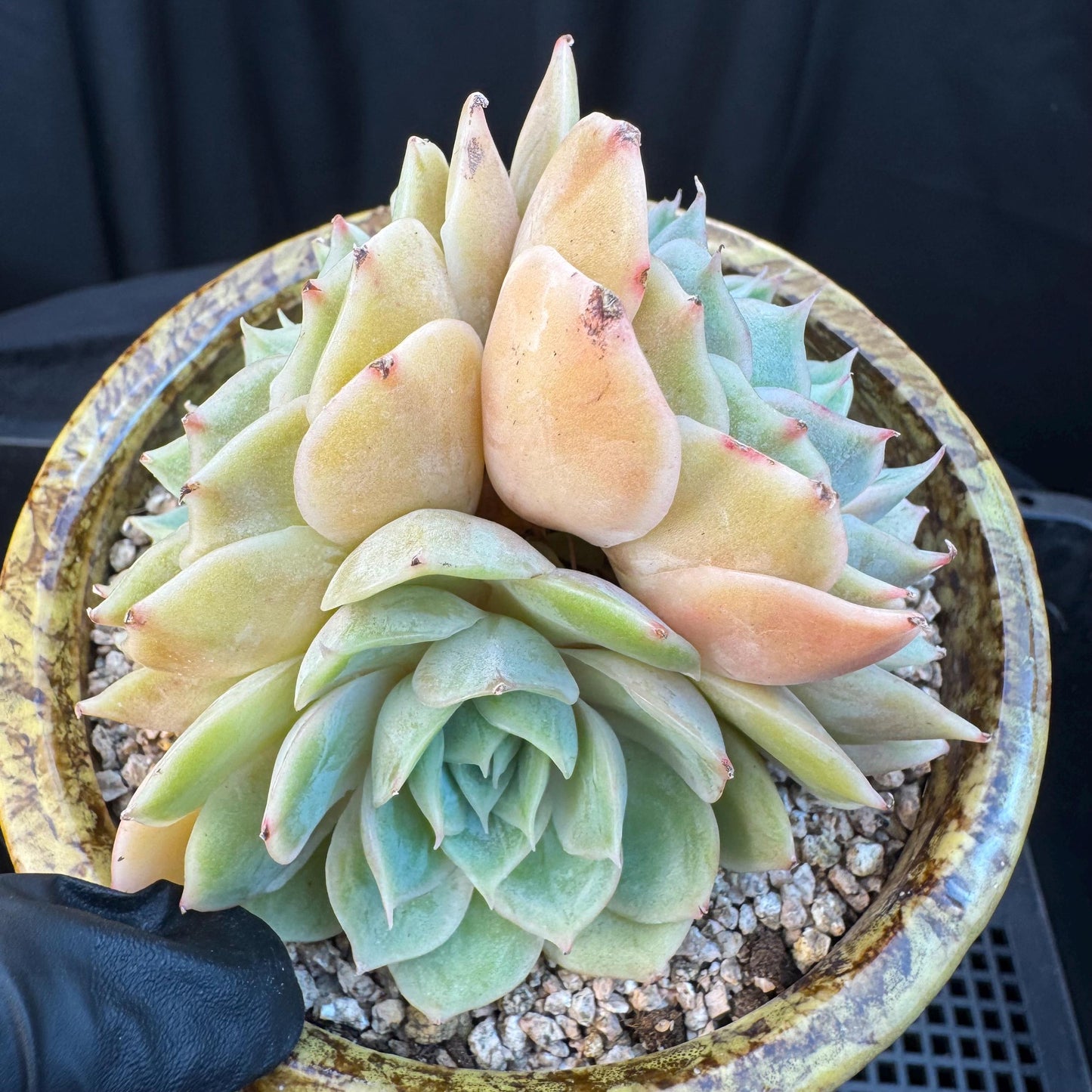 Echeveria ' onslow ', 3heads, 3.3inches, S02