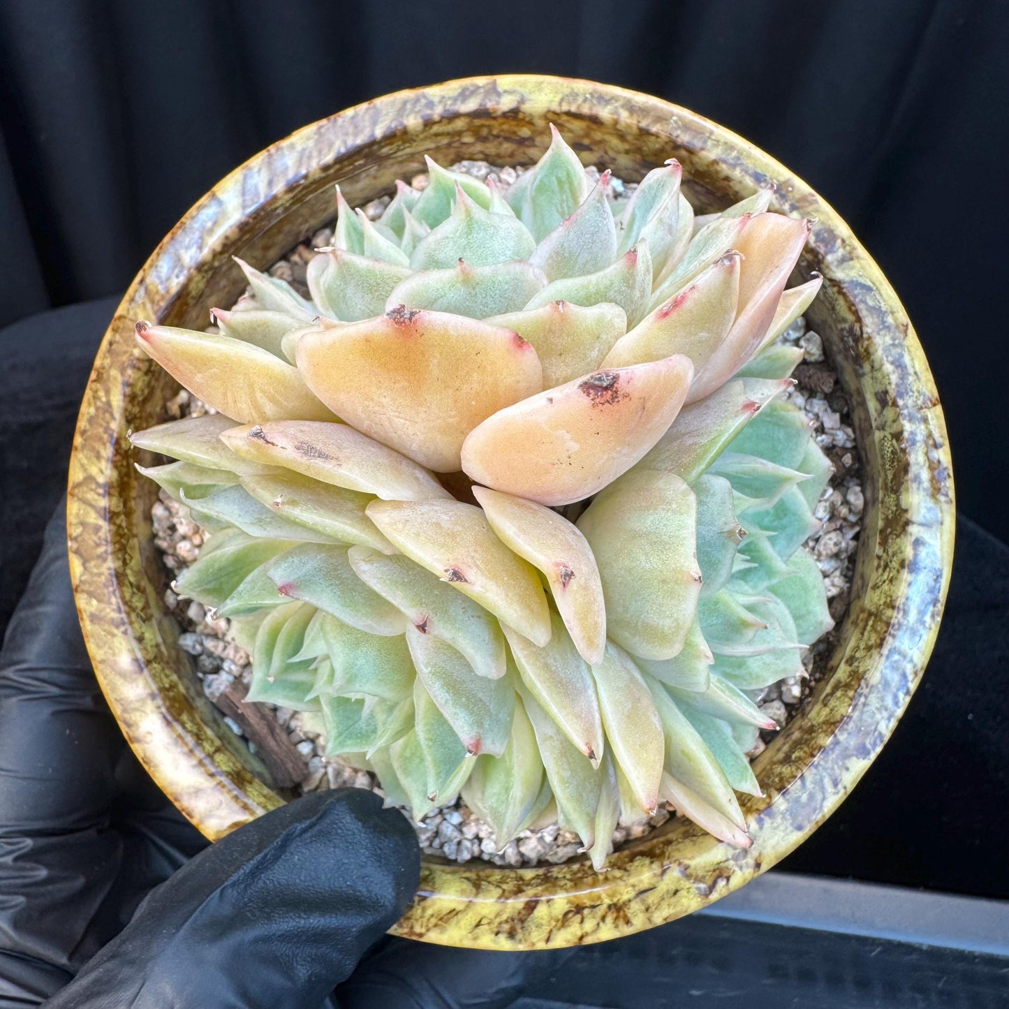 Echeveria ' onslow ', 3heads, 3.3inches, S02