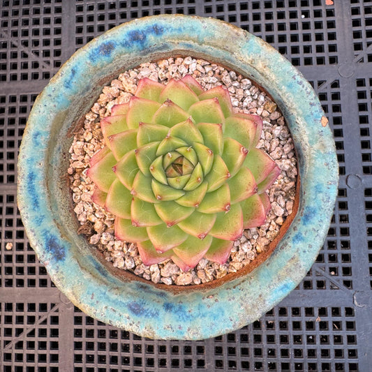 Echeveria ' malgan hybrid ', single head, 2.5inches, S06