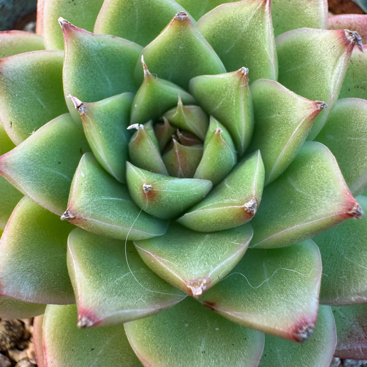 Echeveria ' malgan hybrid ', single head, 2.5inches, S06