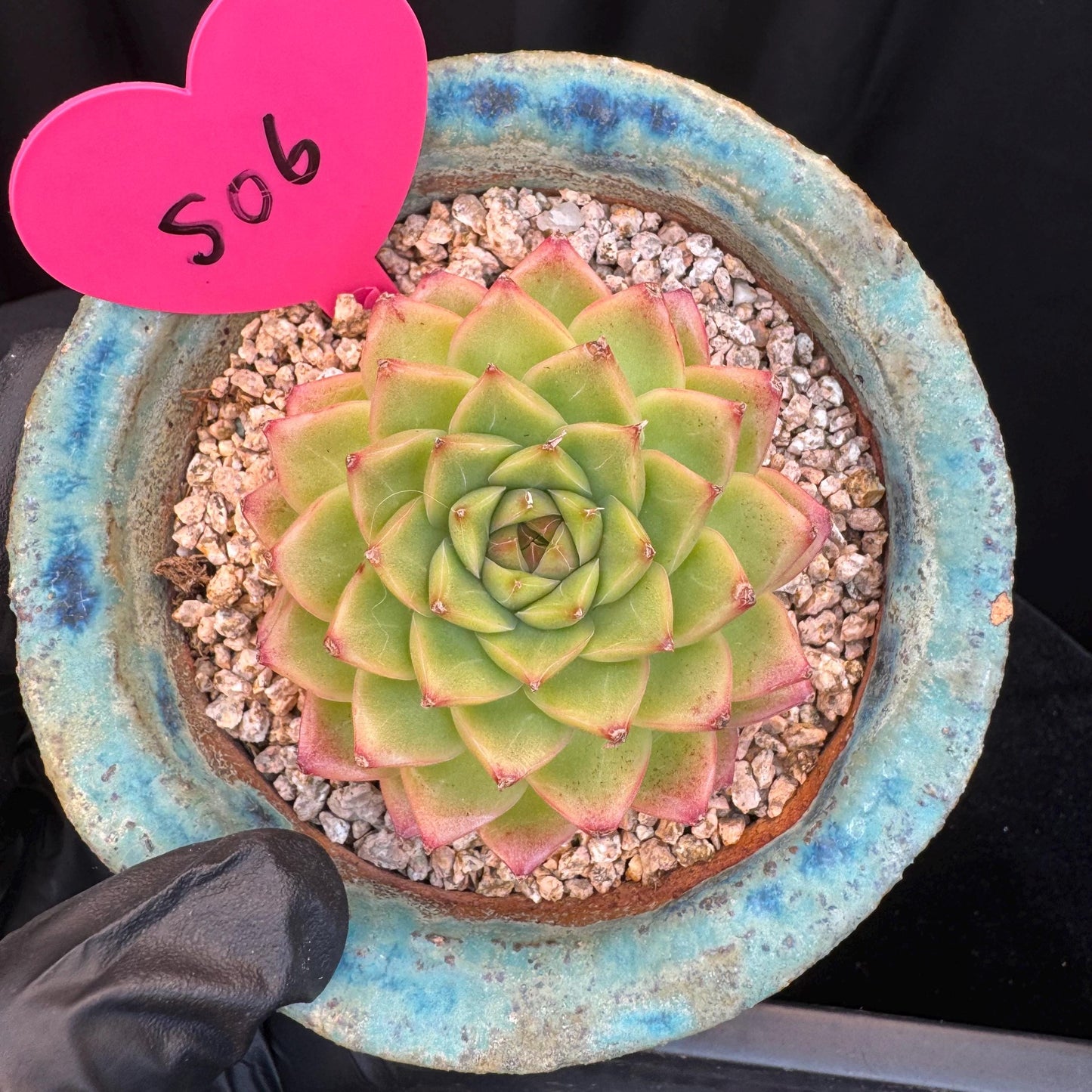 Echeveria ' malgan hybrid ', single head, 2.5inches, S06