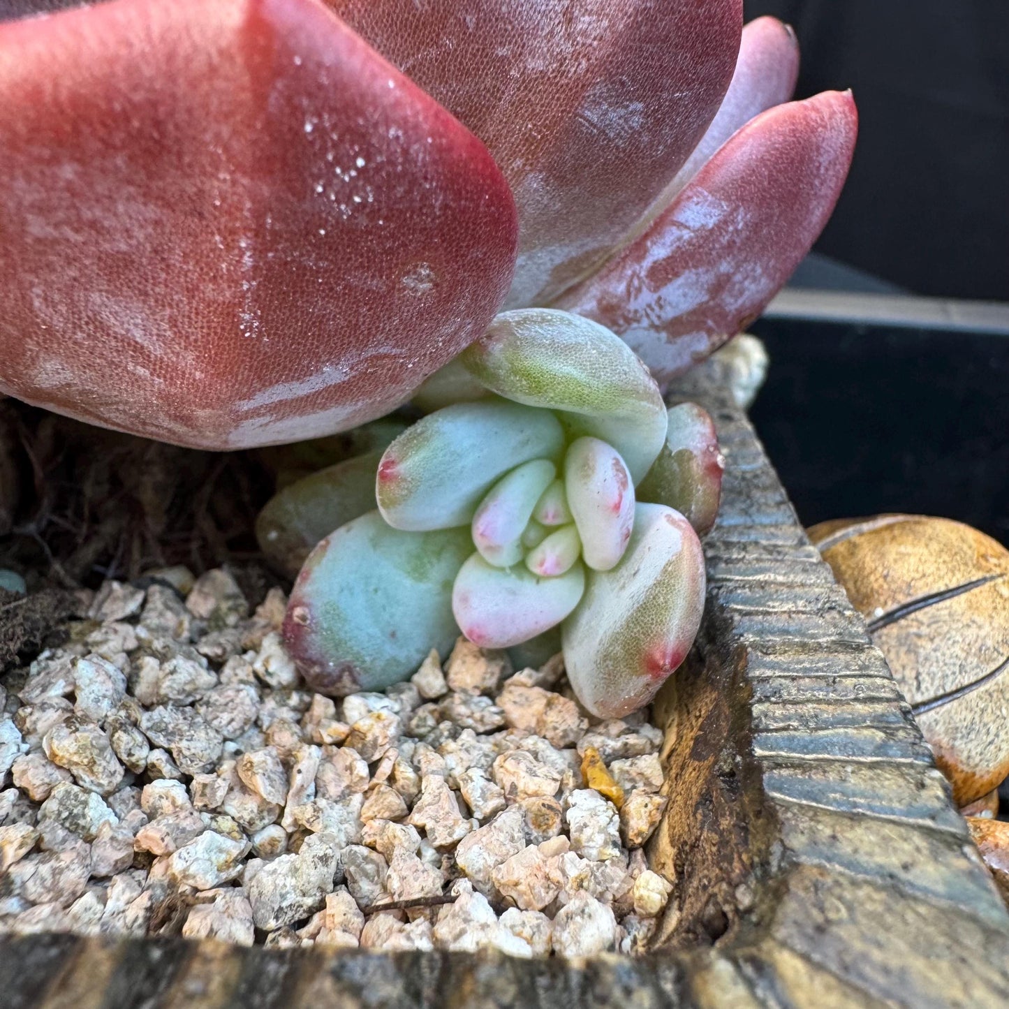 Echeveria ' orange monroe ', a big head with a baby, 5.8inches, S01