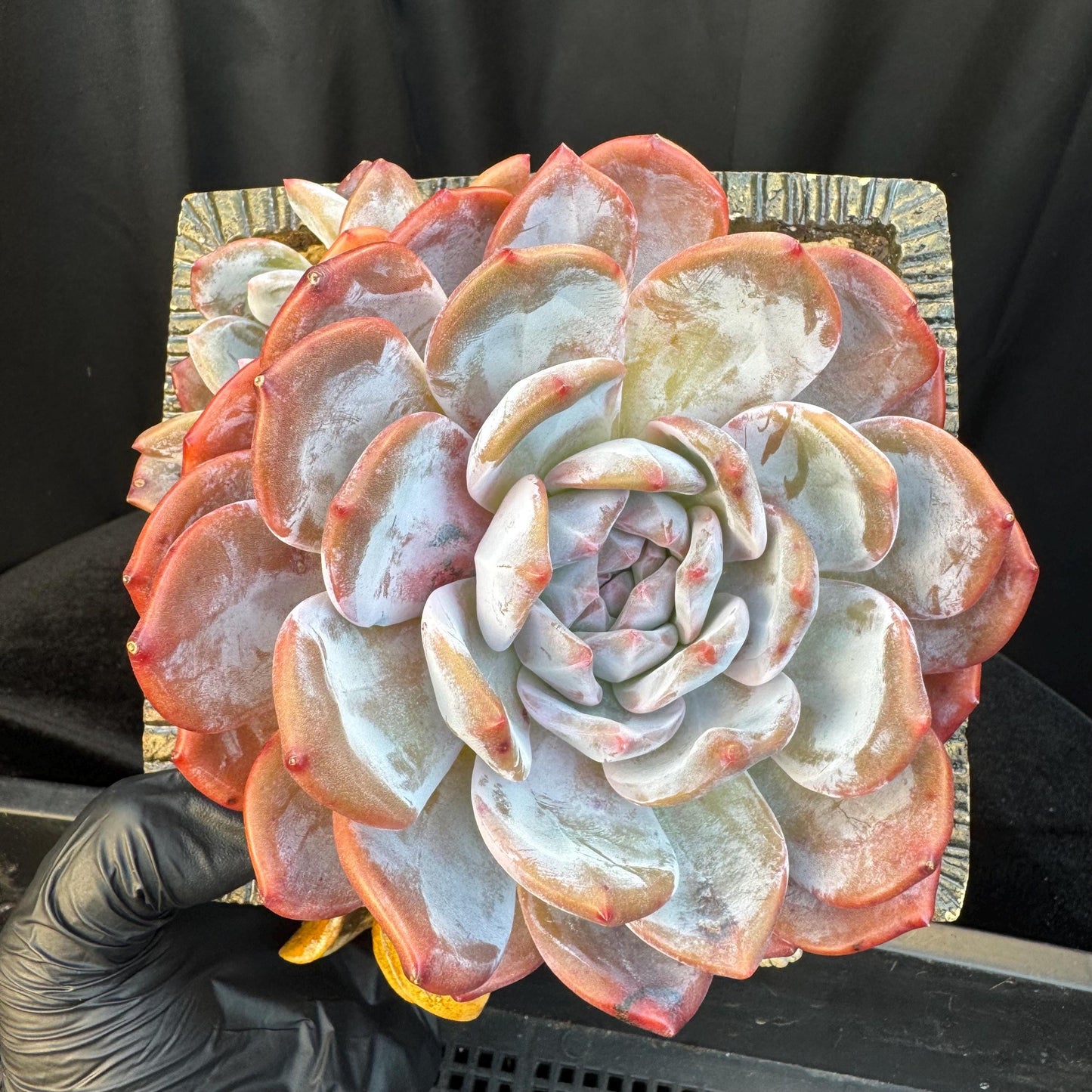 Echeveria ' orange monroe ', a big head with a baby, 5.8inches, S01