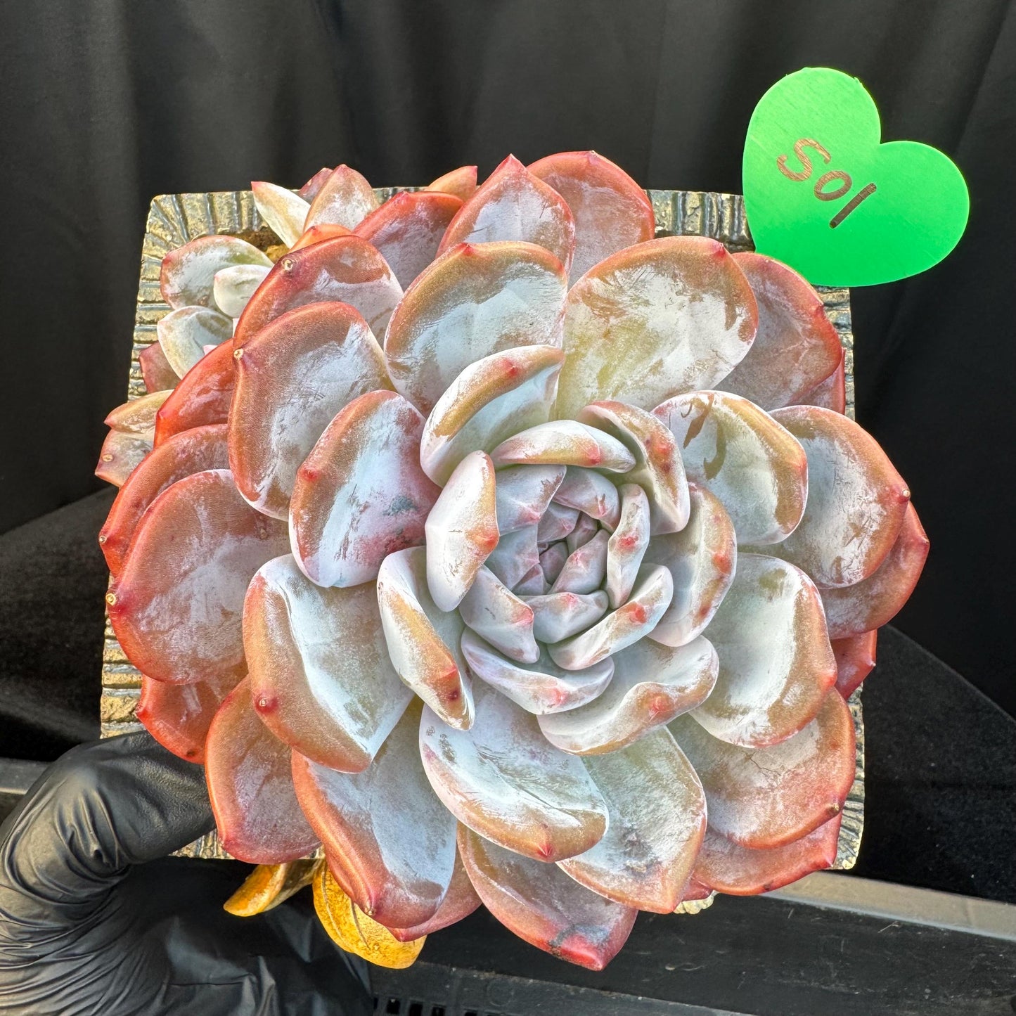 Echeveria ' orange monroe ', a big head with a baby, 5.8inches, S01