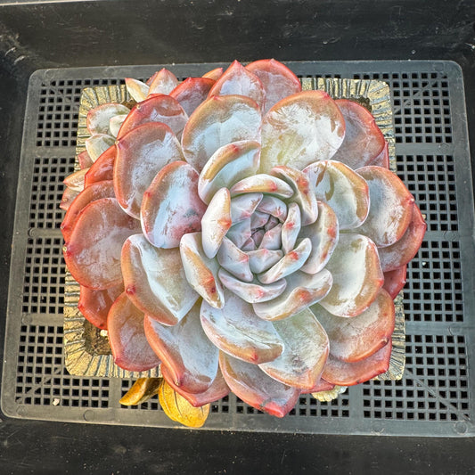 Echeveria ' orange monroe ', a big head with a baby, 5.8inches, S01